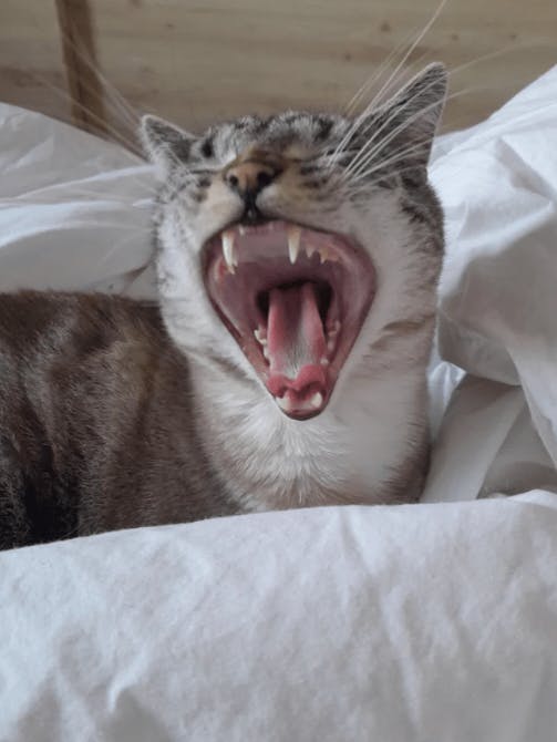 user avatar image for Xochi Hahn