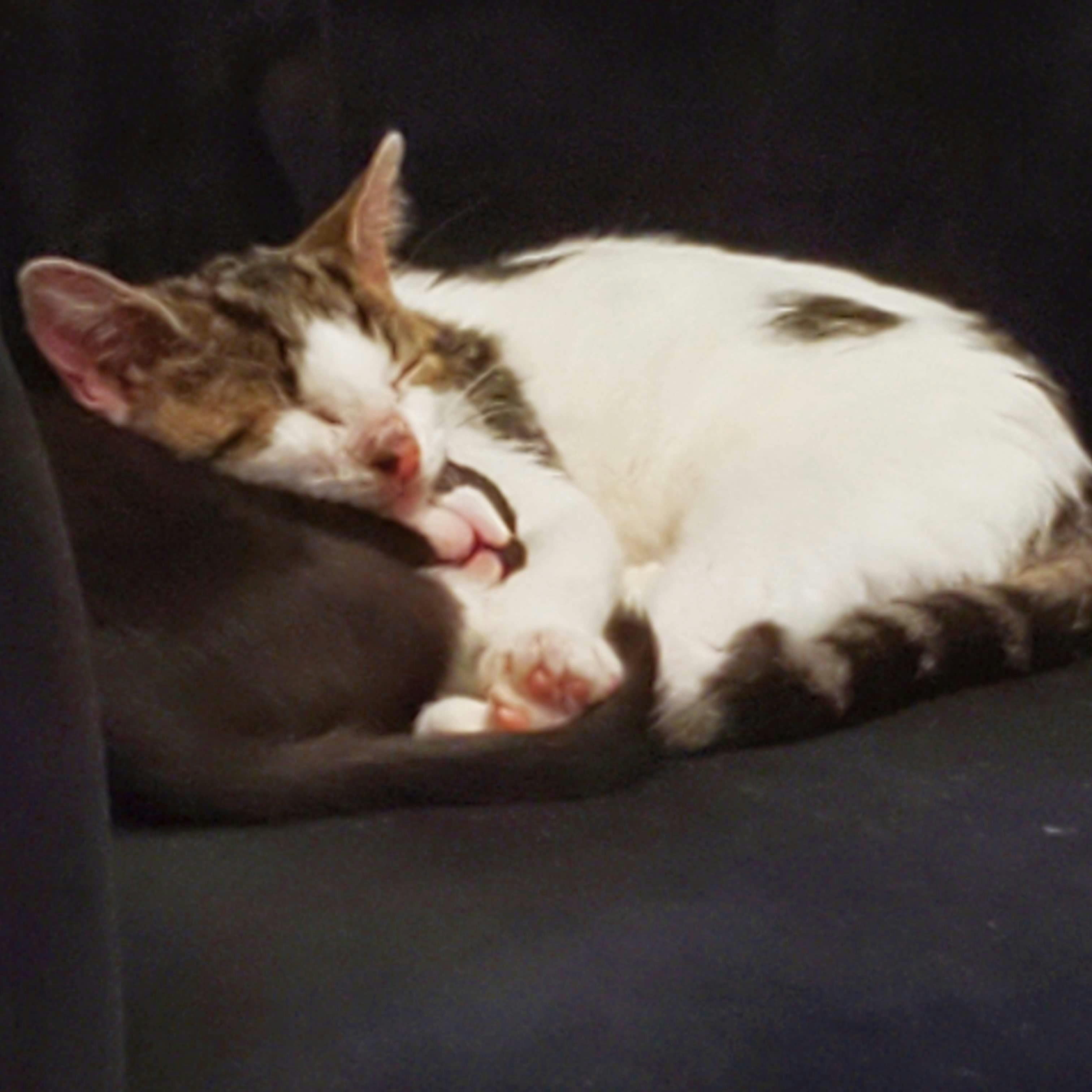 Two kittens