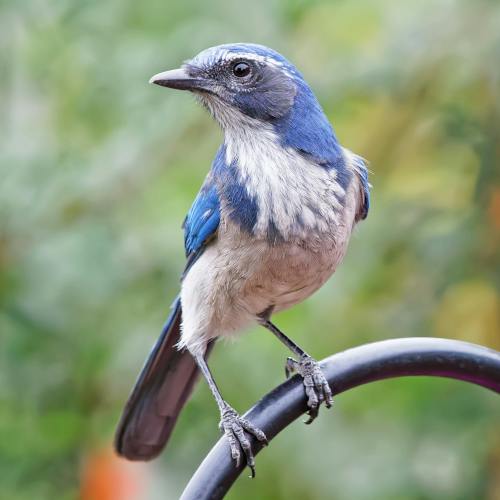 user avatar image for scrubjayspeaks