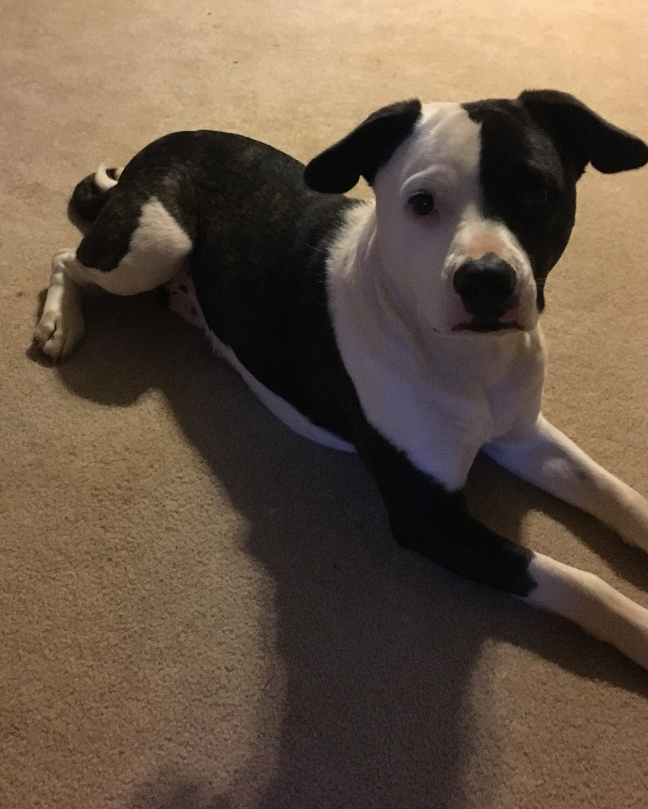 user avatar image for SES