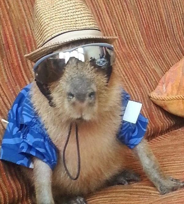 user avatar image for Rey