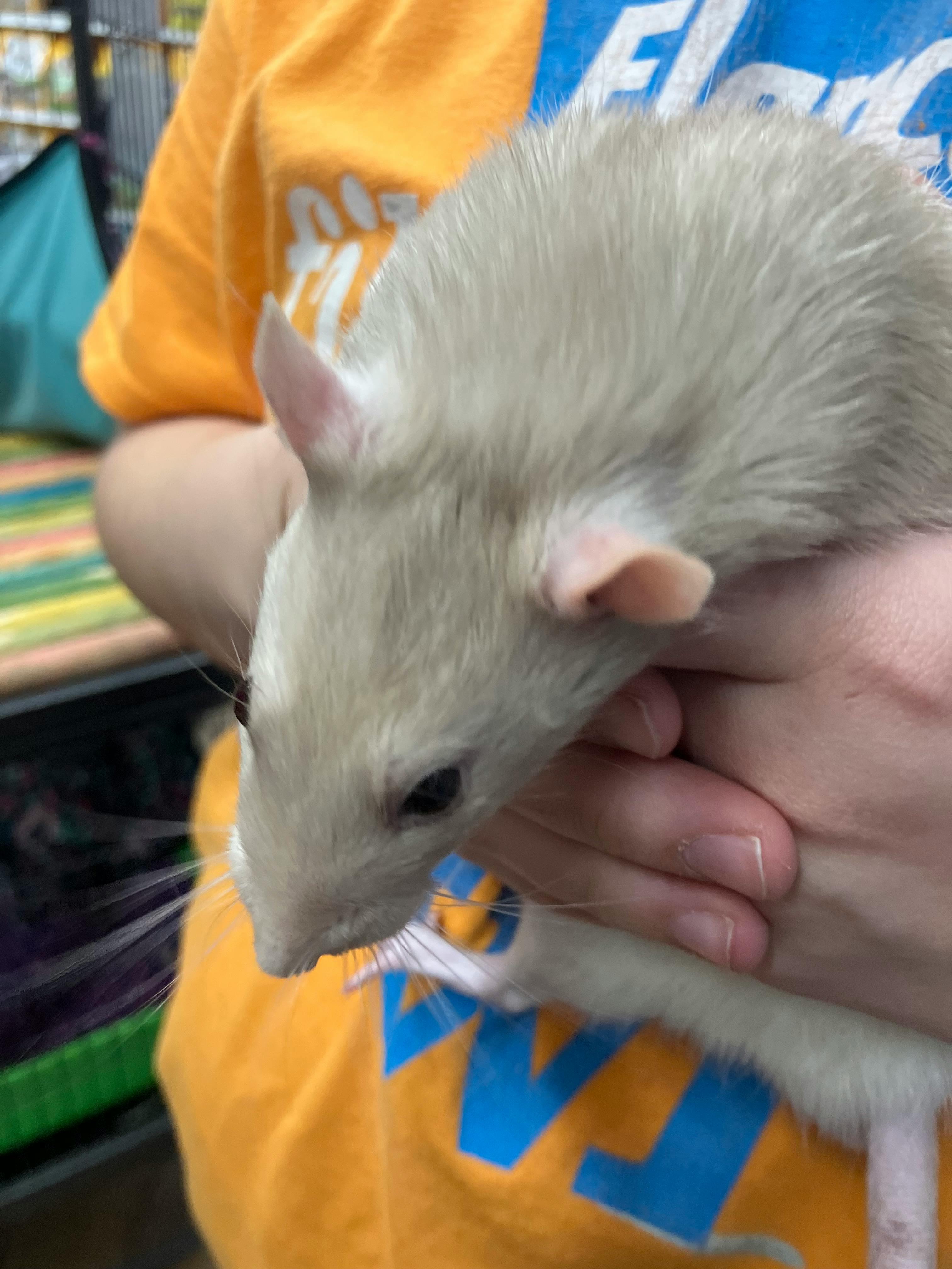 user avatar image for Purplishartist