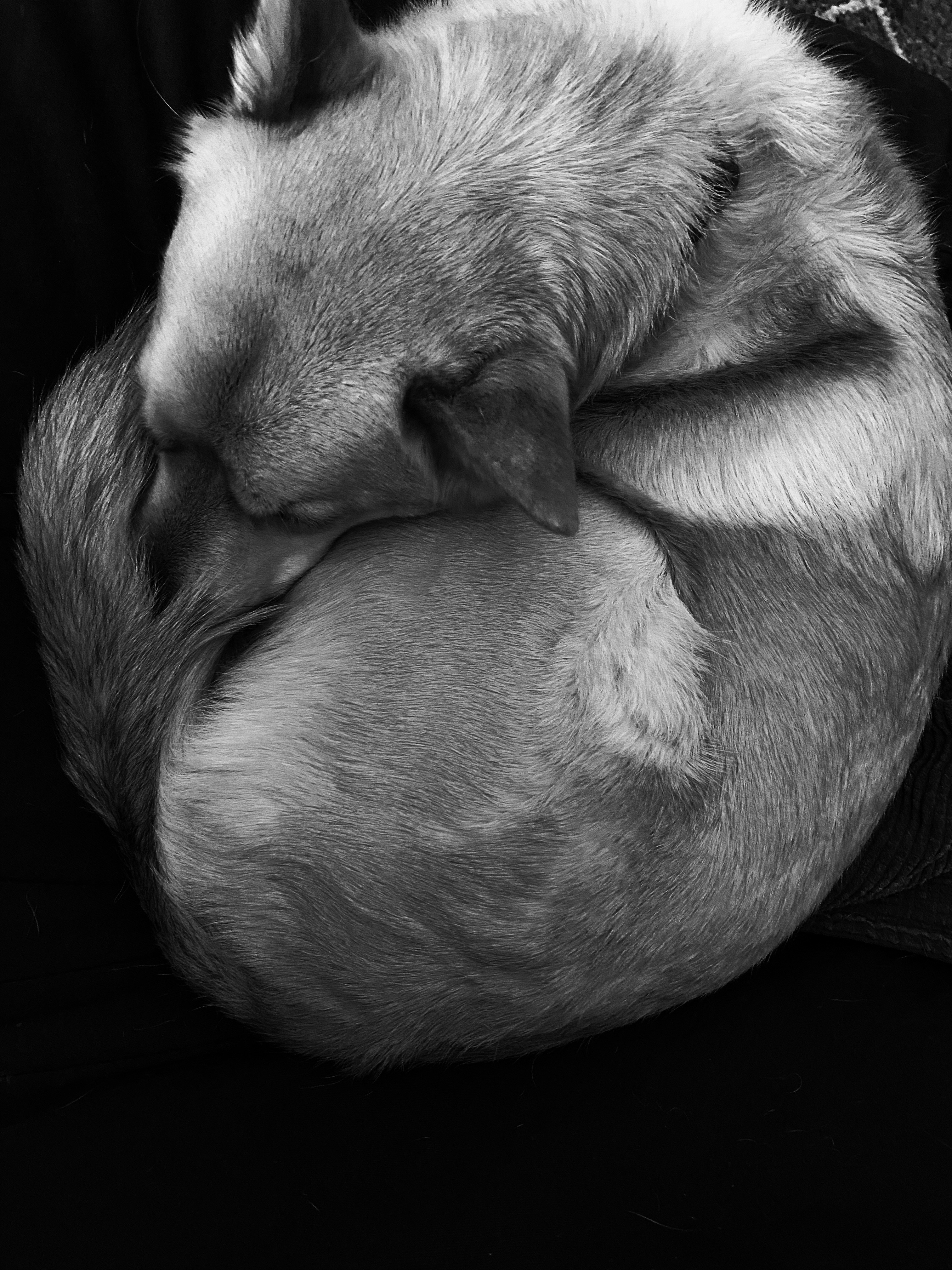 user avatar image for PDRandthePup