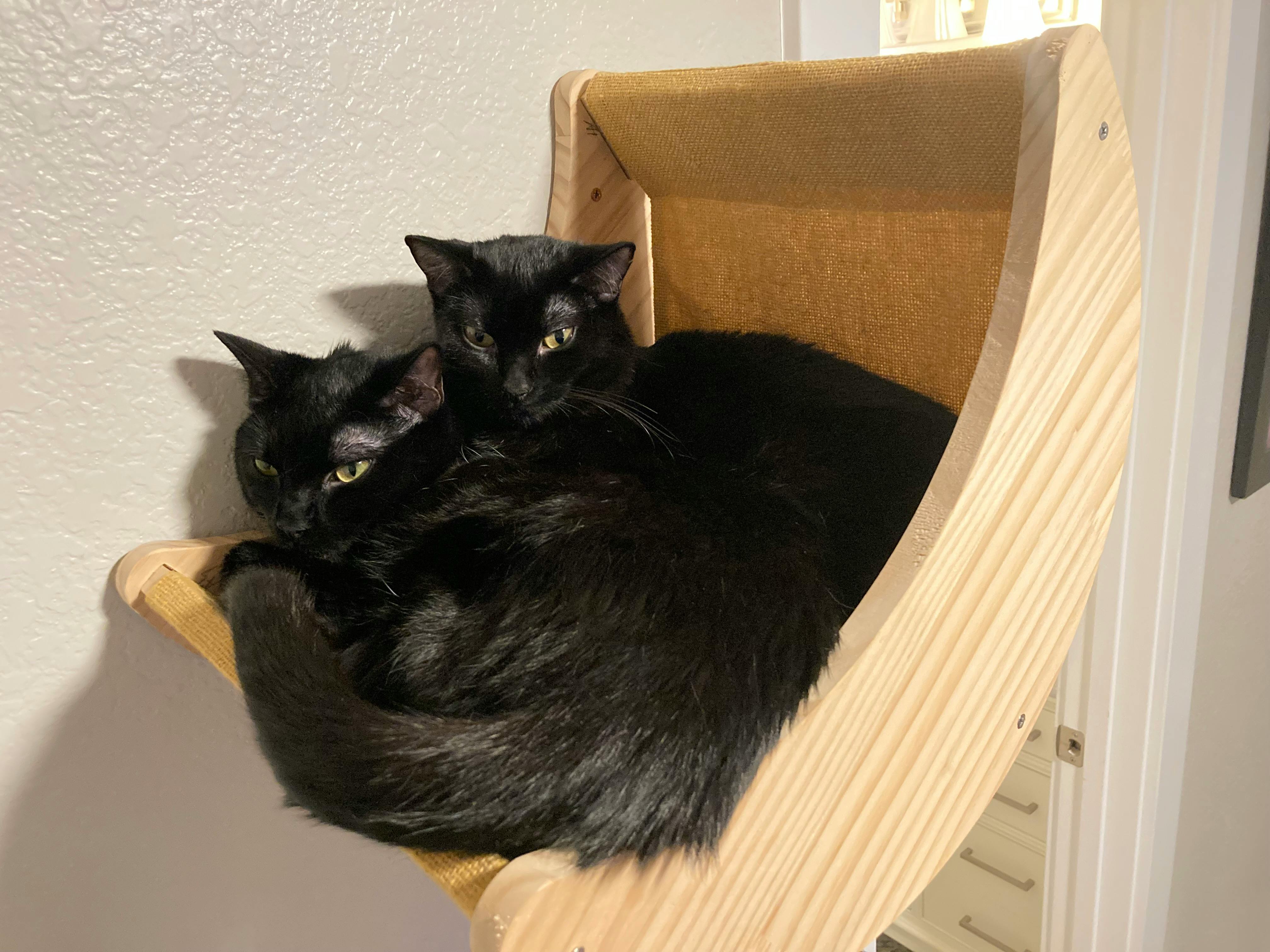 user avatar image for 𓆟