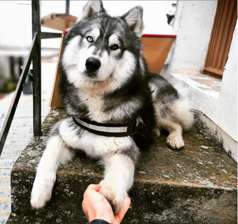 user avatar image for Belahzur