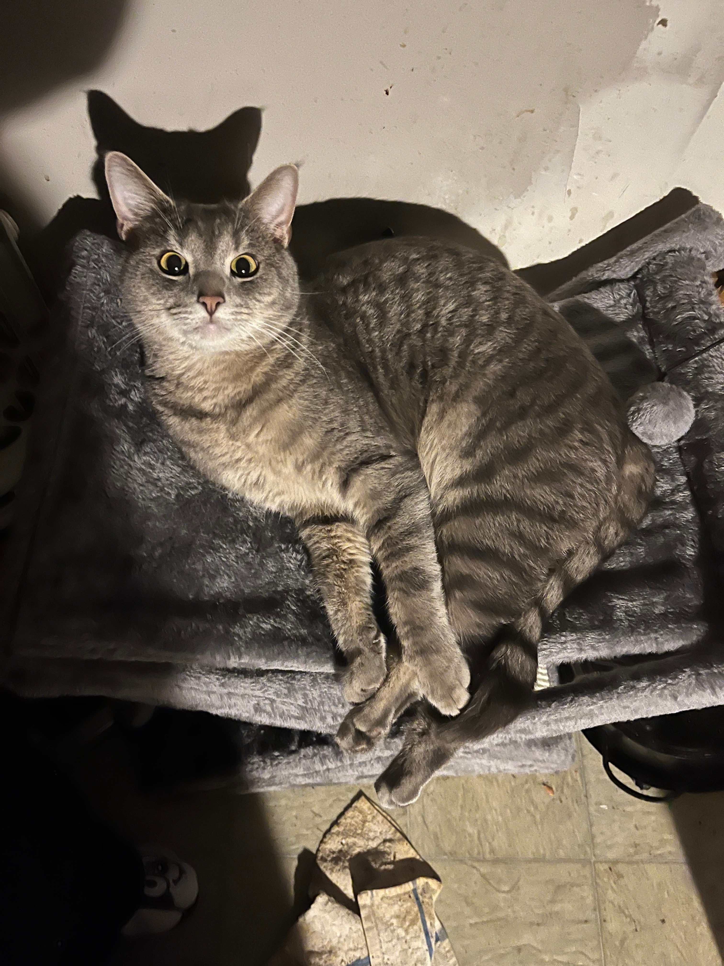 user avatar image for Dennis Skidmore