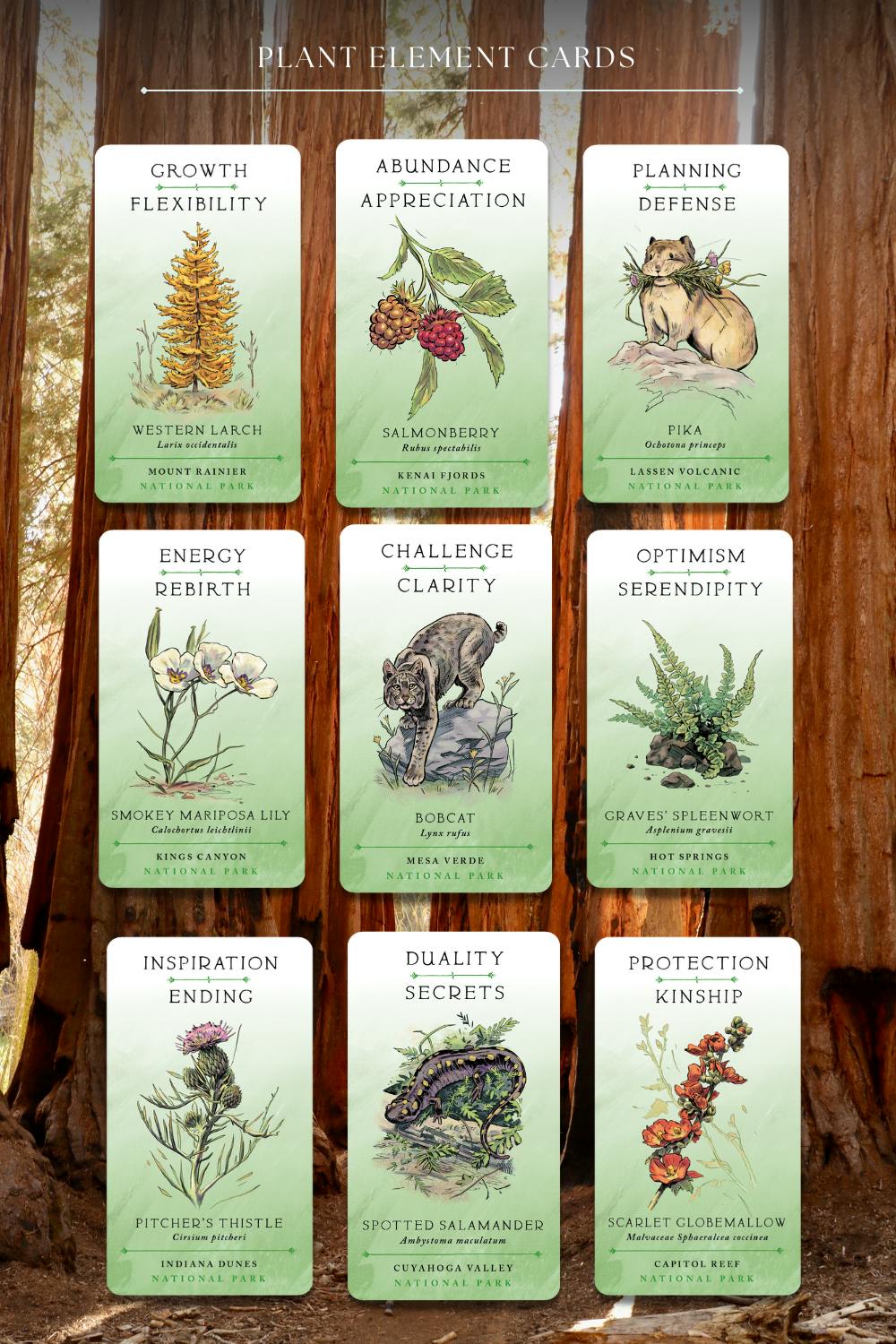 plant element cards including  spotted salamander, pitcher's thistle, bobcat, pika and more