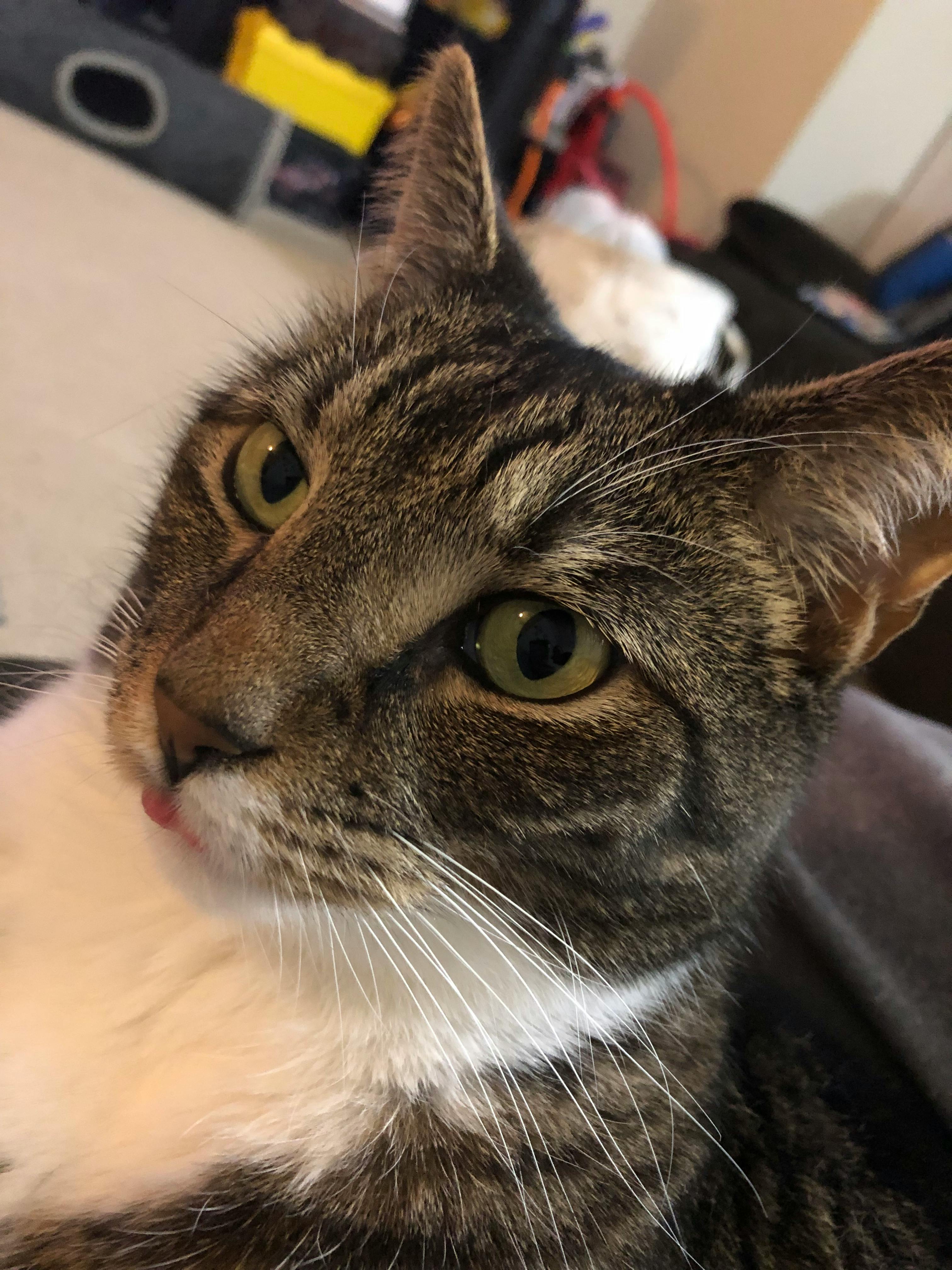 user avatar image for Spoodlegoop