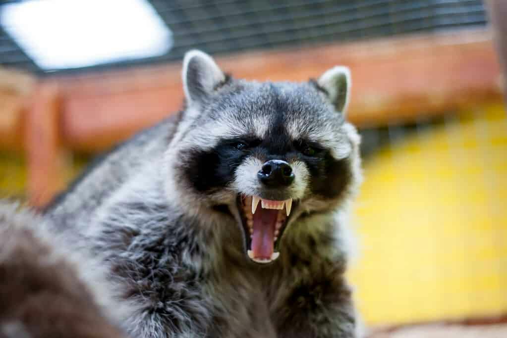 user avatar image for Brunetteraccoon