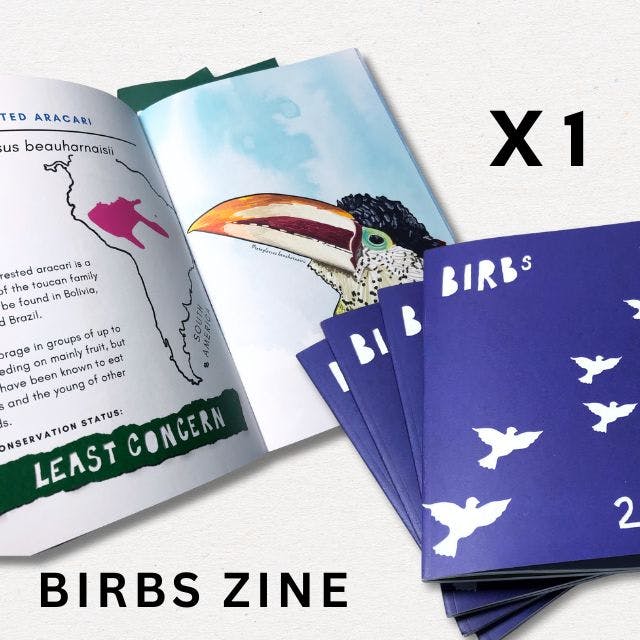 birbs zines one has an open page showing fun facts and an illustration of a curl crested aracari