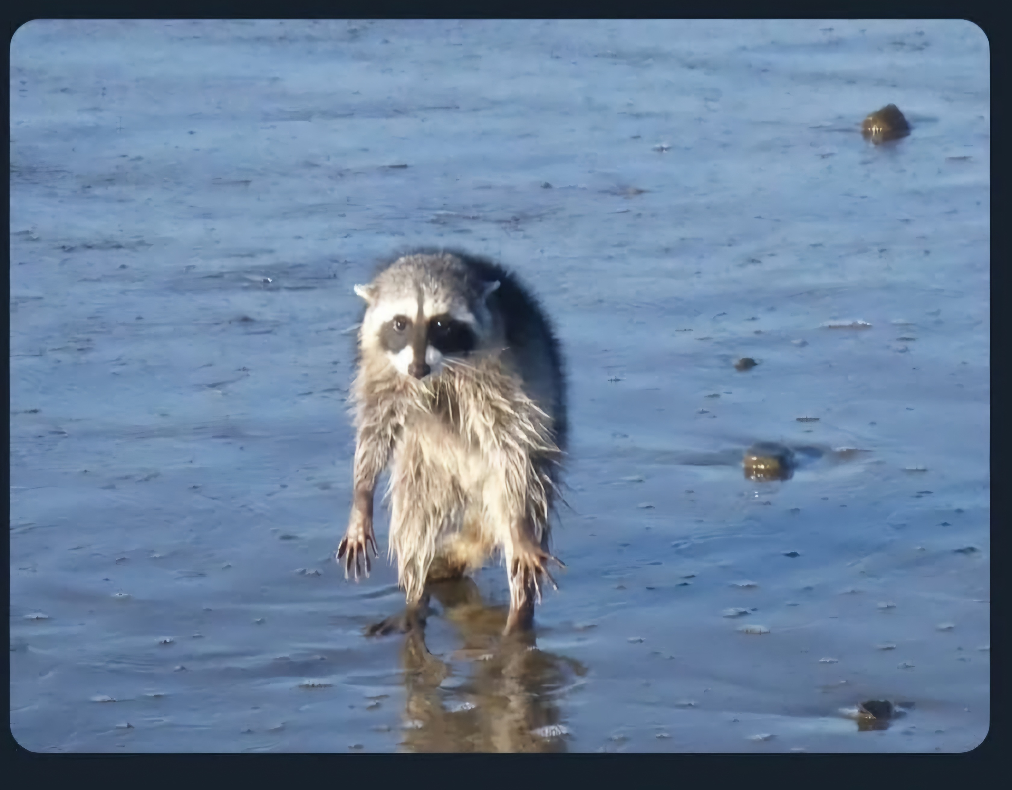 user avatar image for Rho