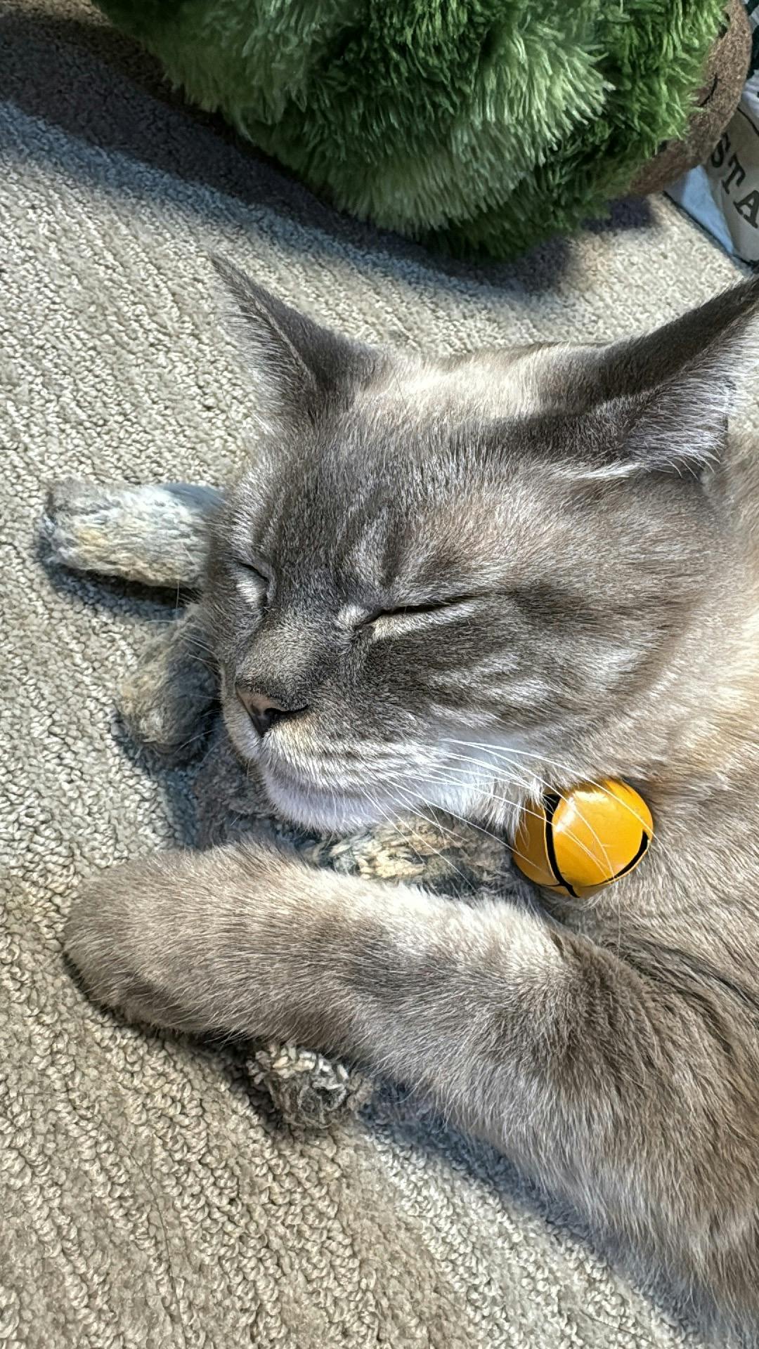 user avatar image for Lucy Fox