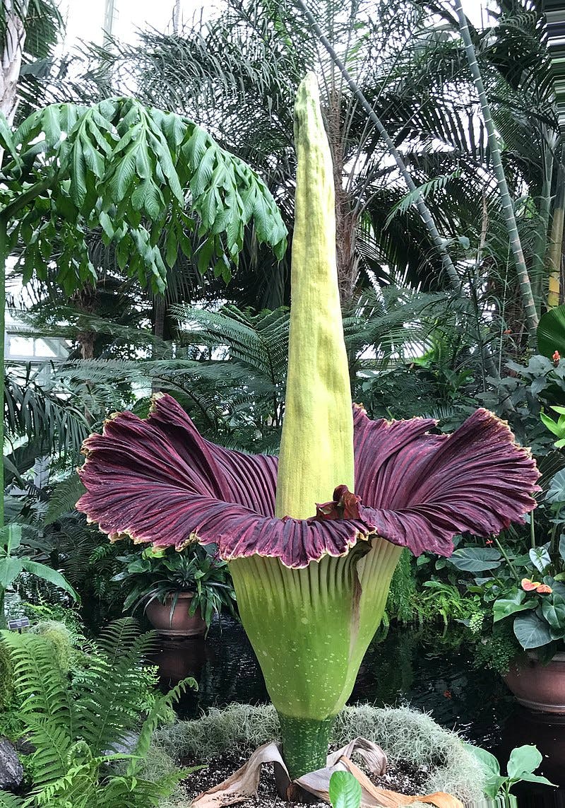 user avatar image for Titan Arum