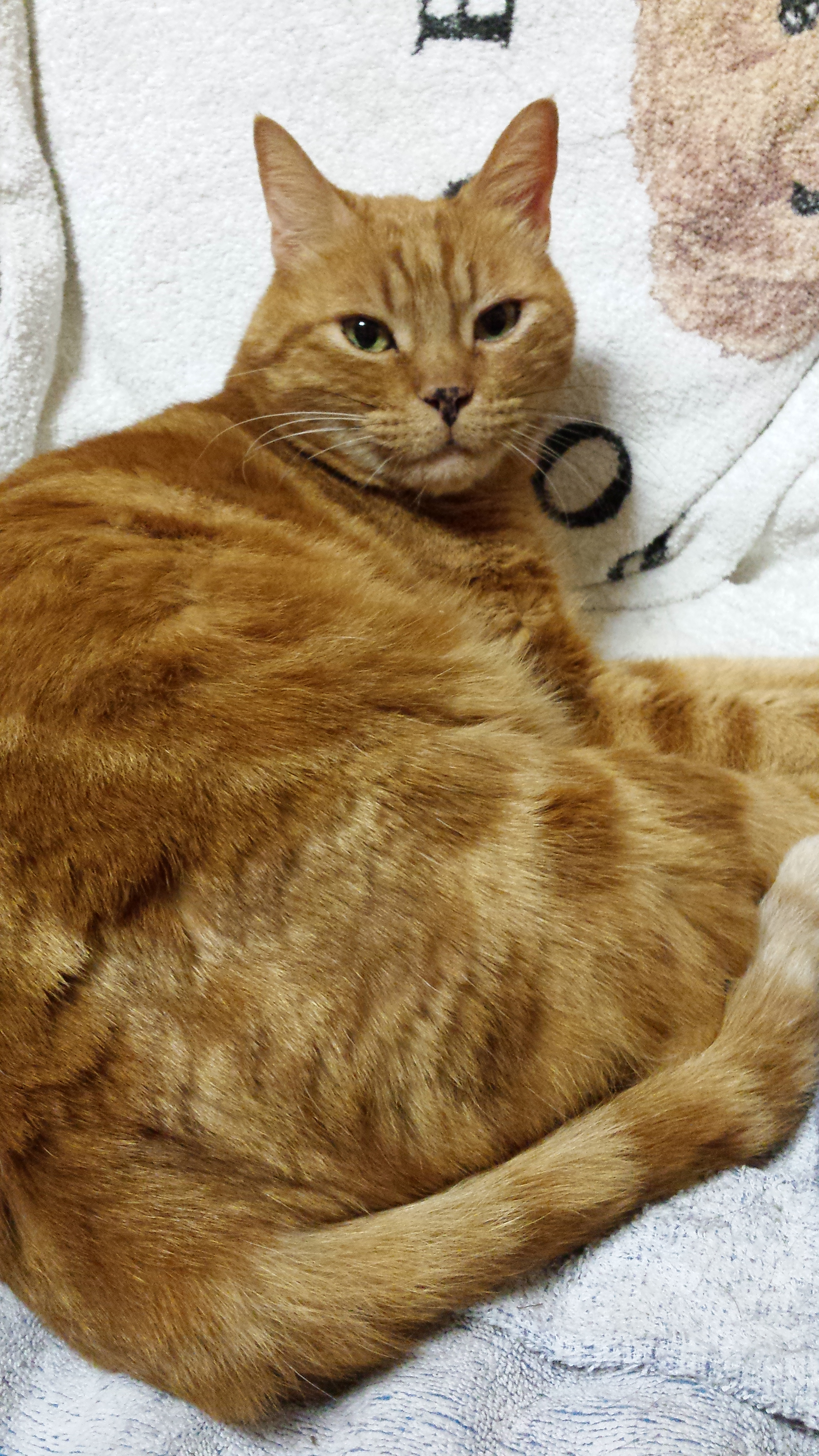 user avatar image for Spartaco68