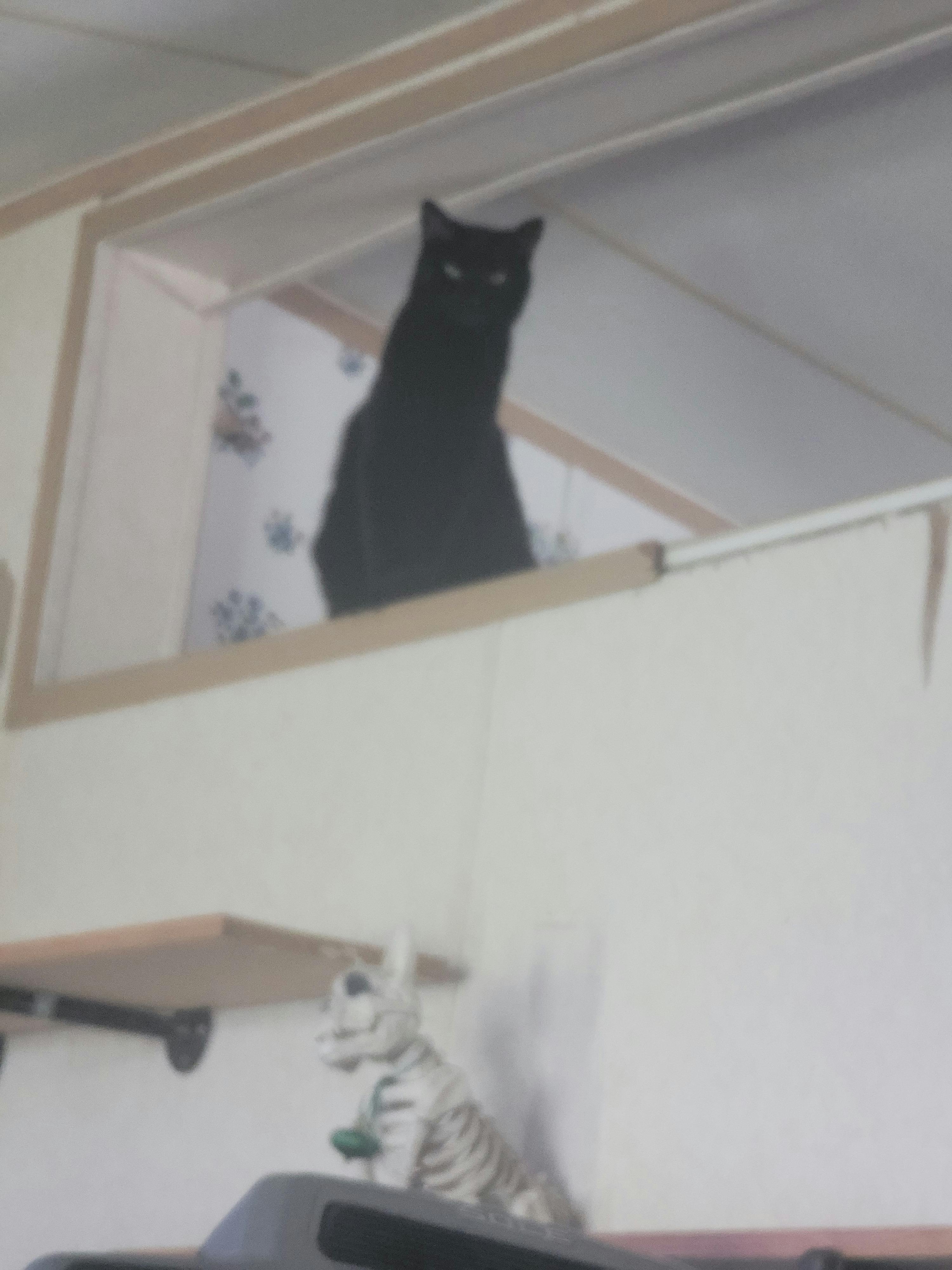 user avatar image for Sam Laurel Lee