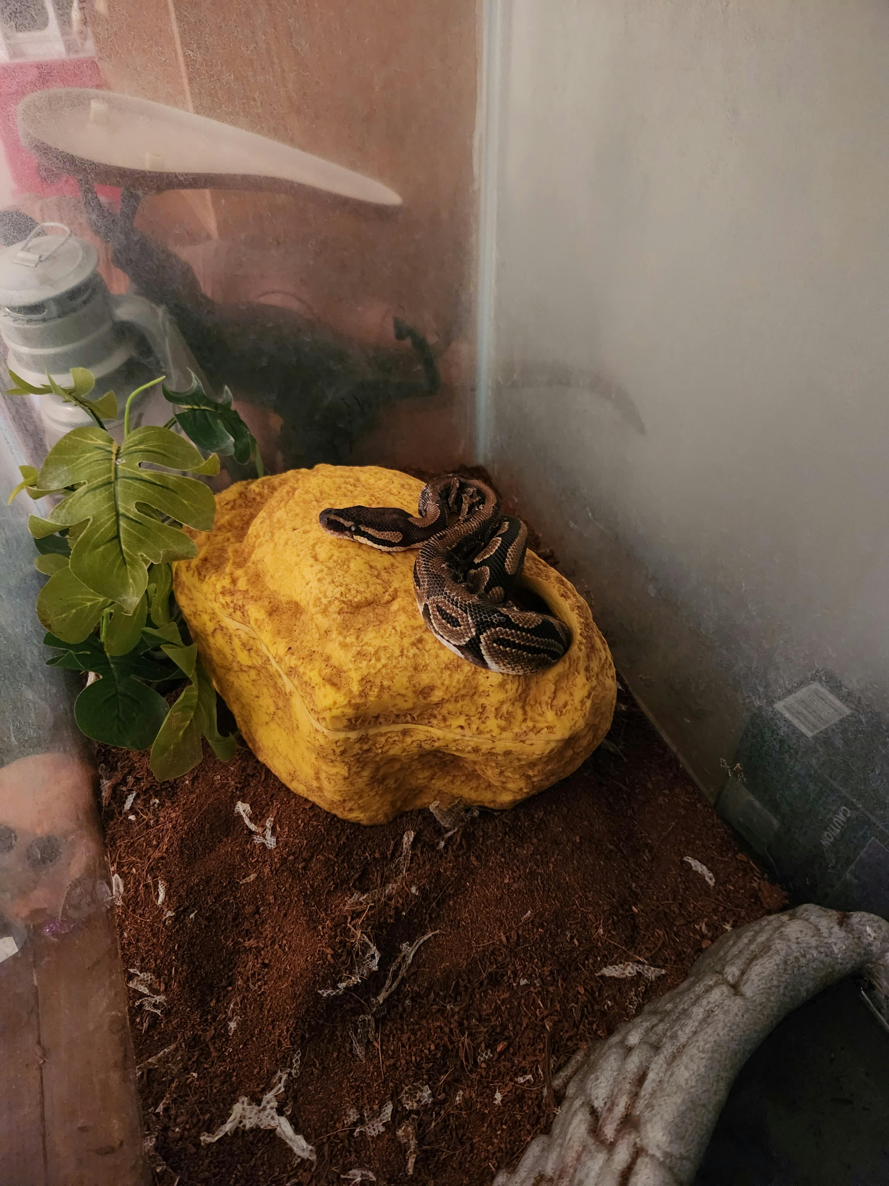 user avatar image for FortuneFox