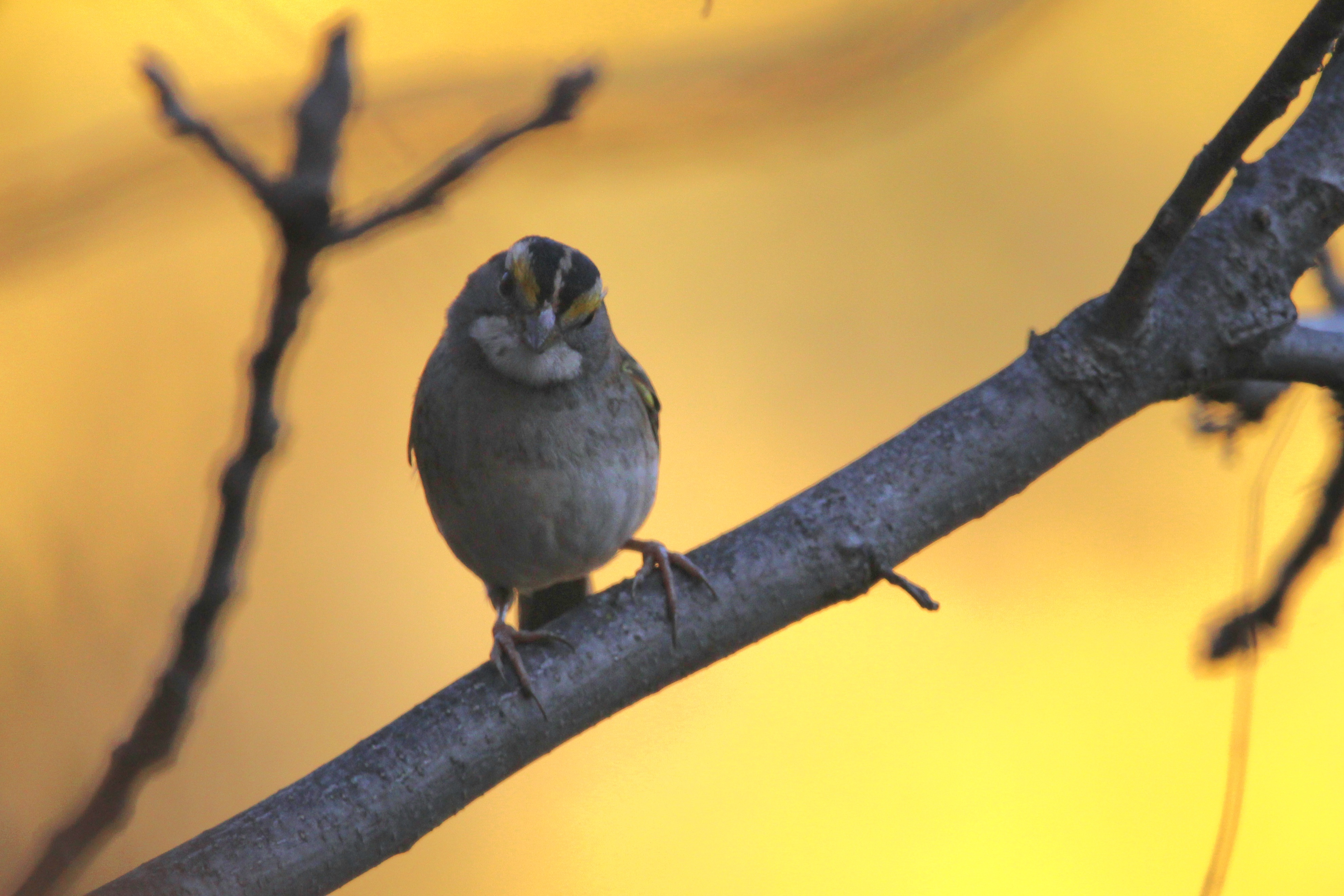 user avatar image for A