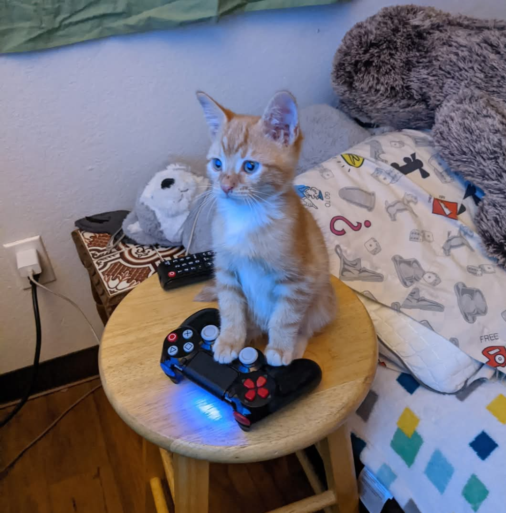 user avatar image for Tika Wolff