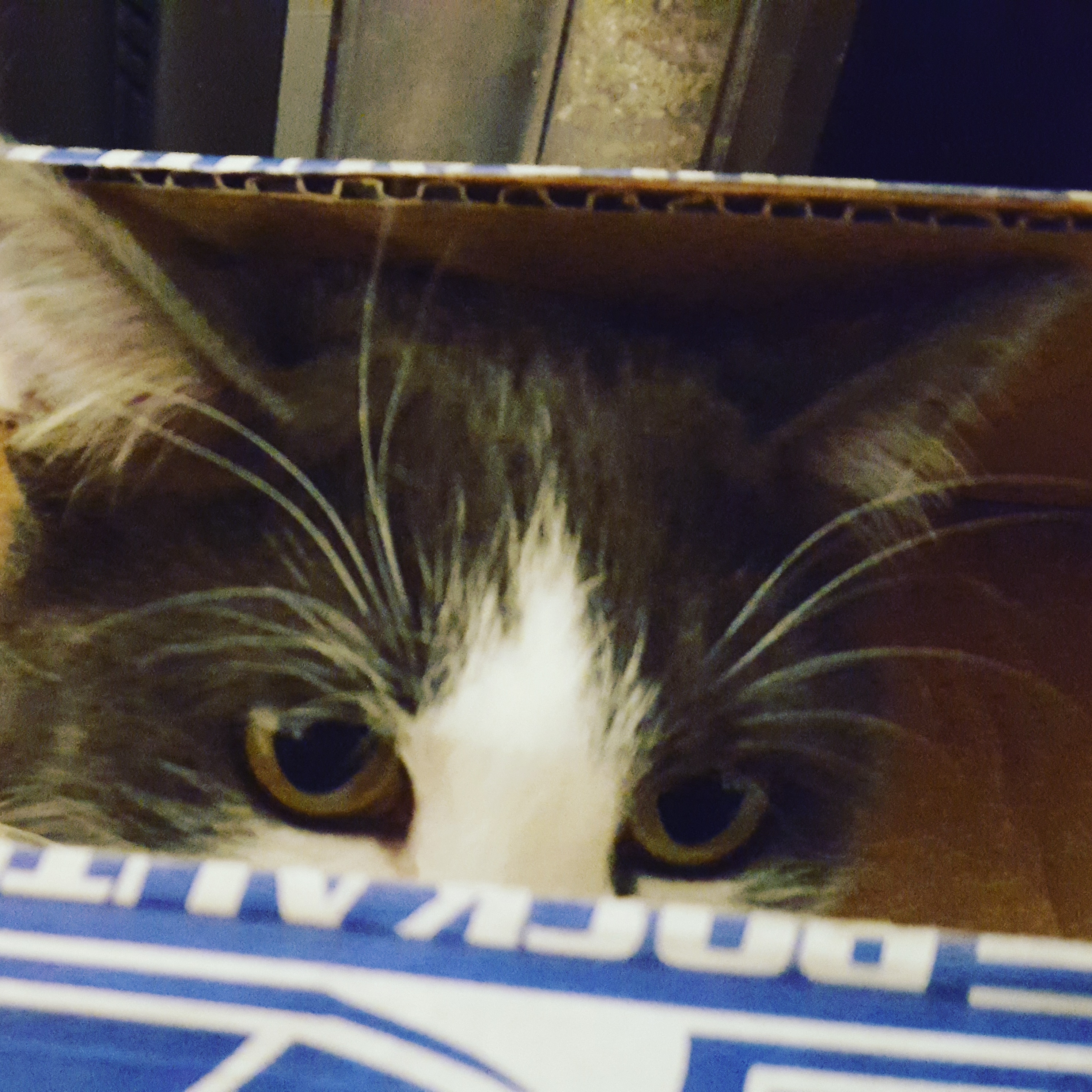 user avatar image for Zerbads