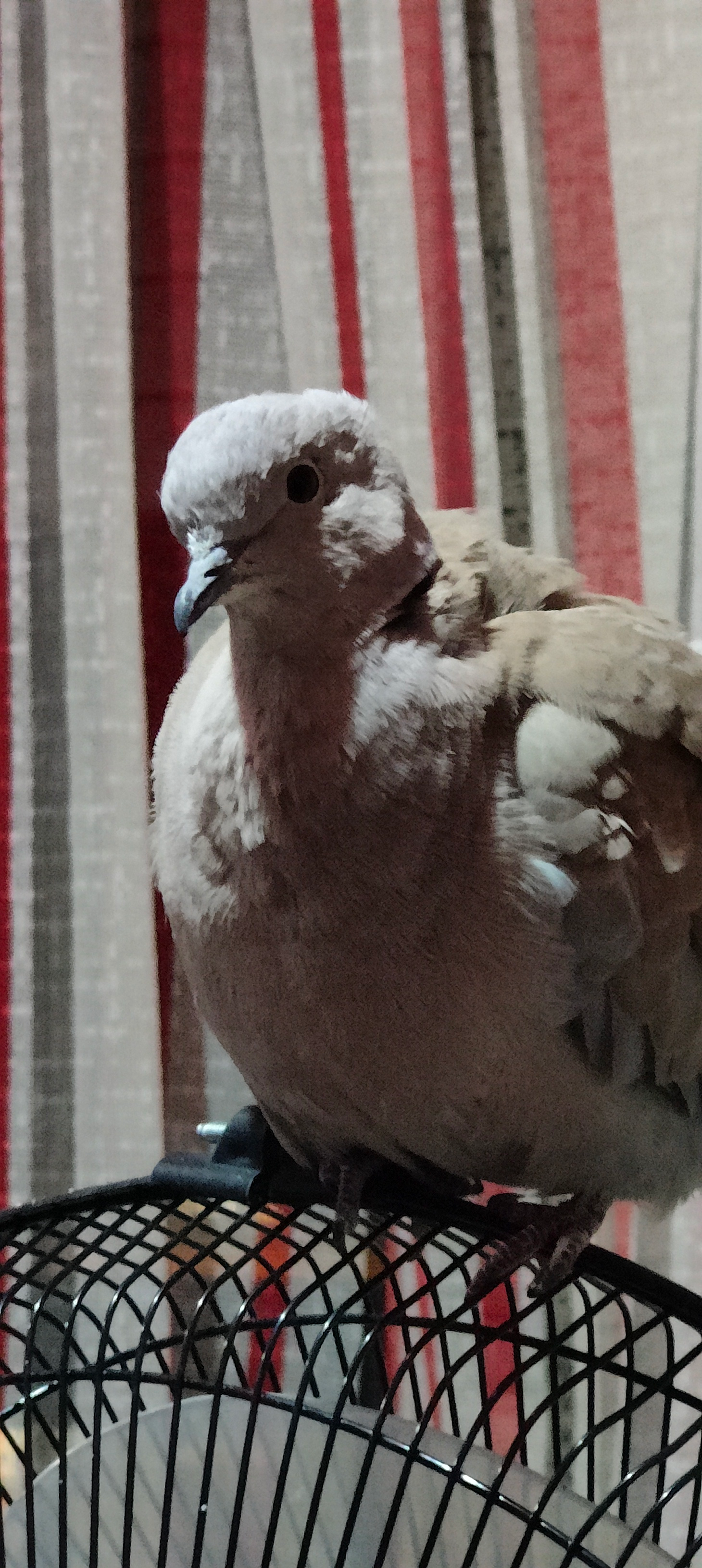 user avatar image for OzBezerius