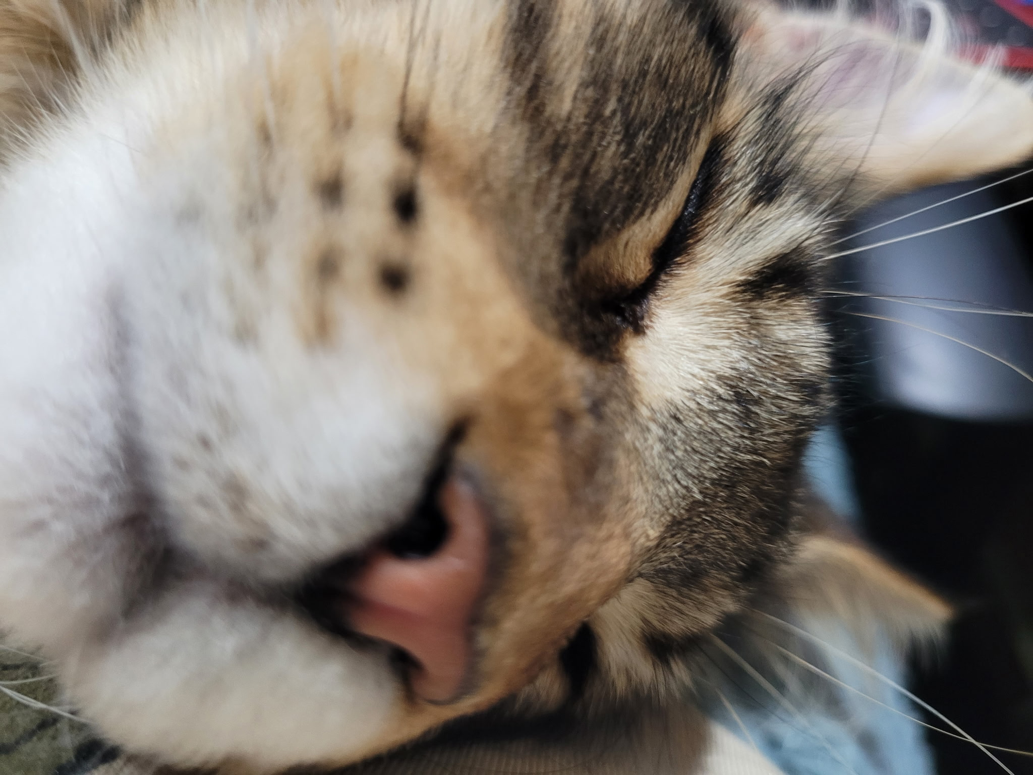 user avatar image for Zombie Kitteh