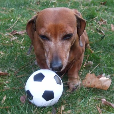user avatar image for SoccerDawgZ