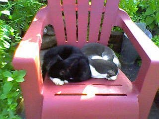 user avatar image for Turmeleth