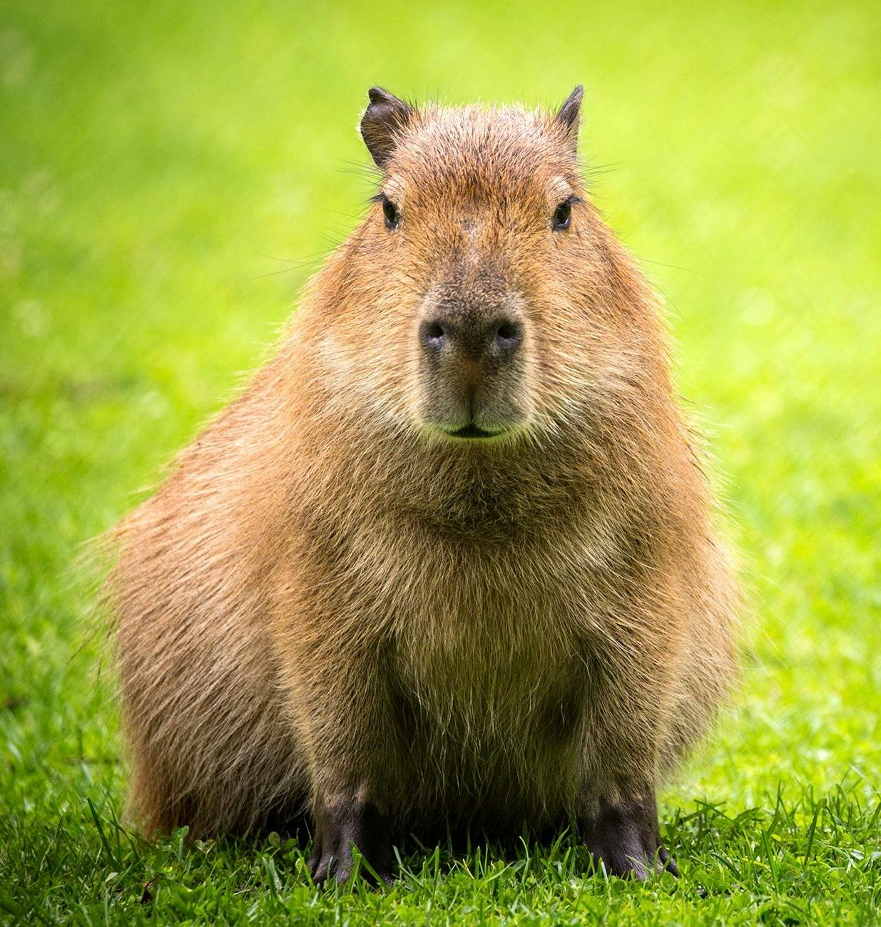 user avatar image for Capybara 