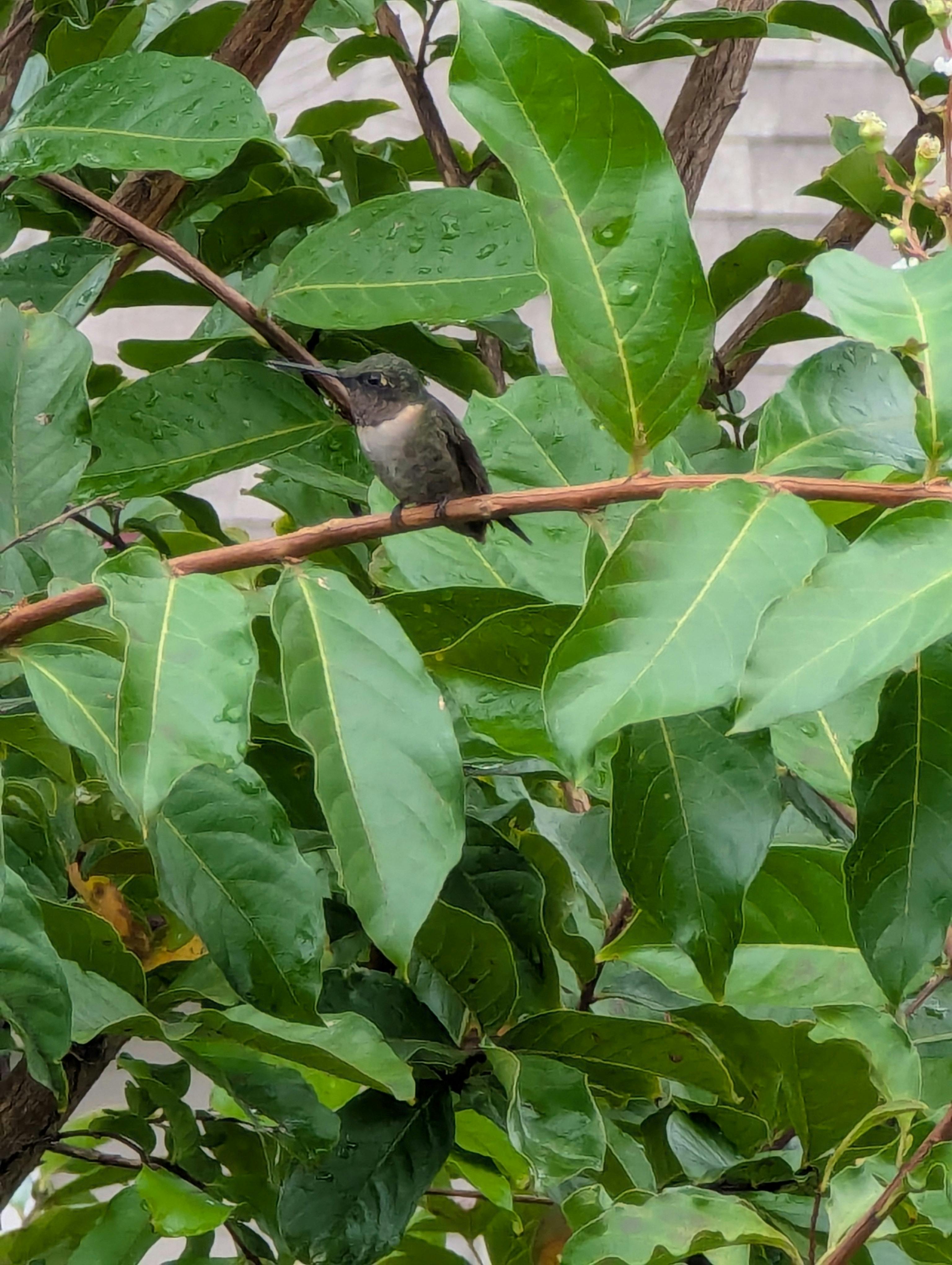 user avatar image for Tes