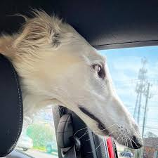 user avatar image for CatManFoo