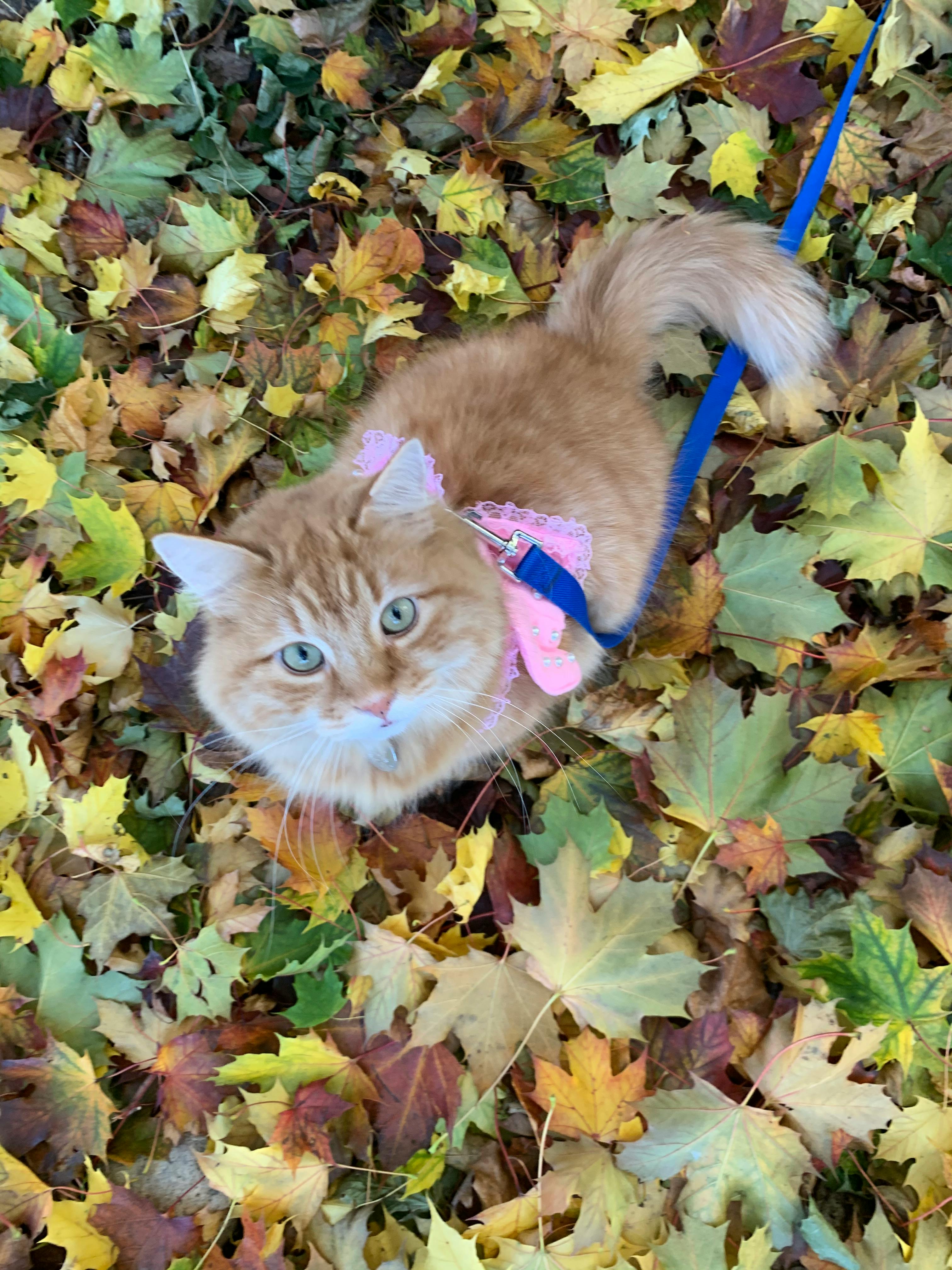 user avatar image for Kelsie O'Dea