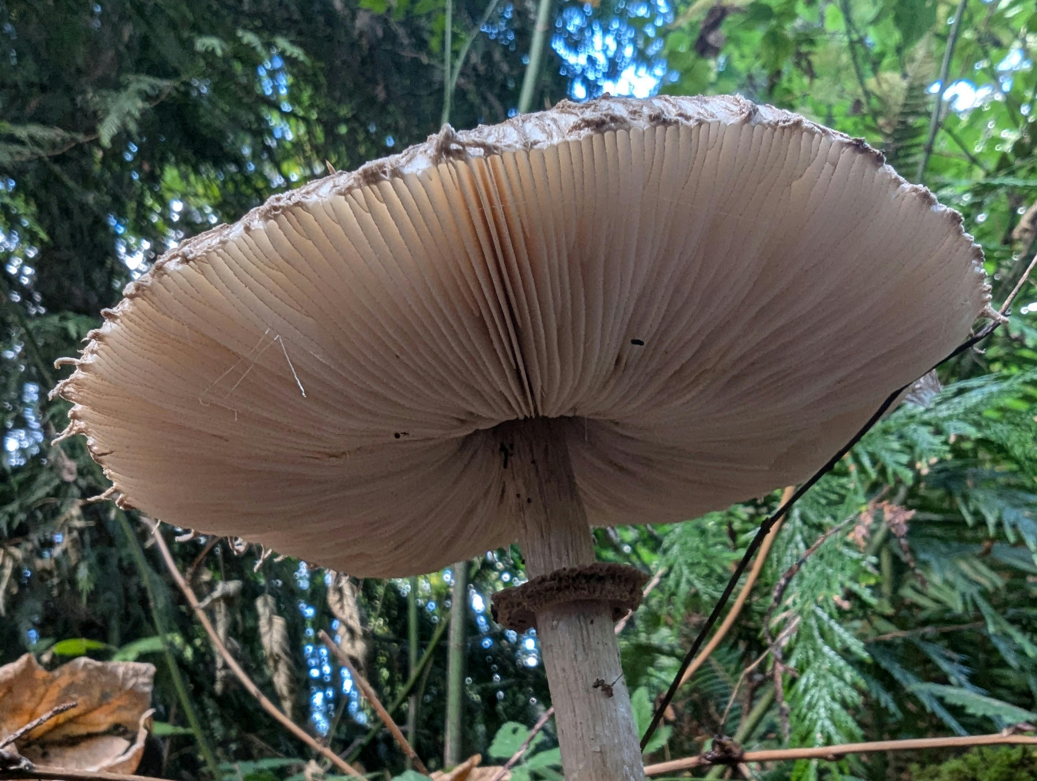 user avatar image for Verdon't 💀🌿