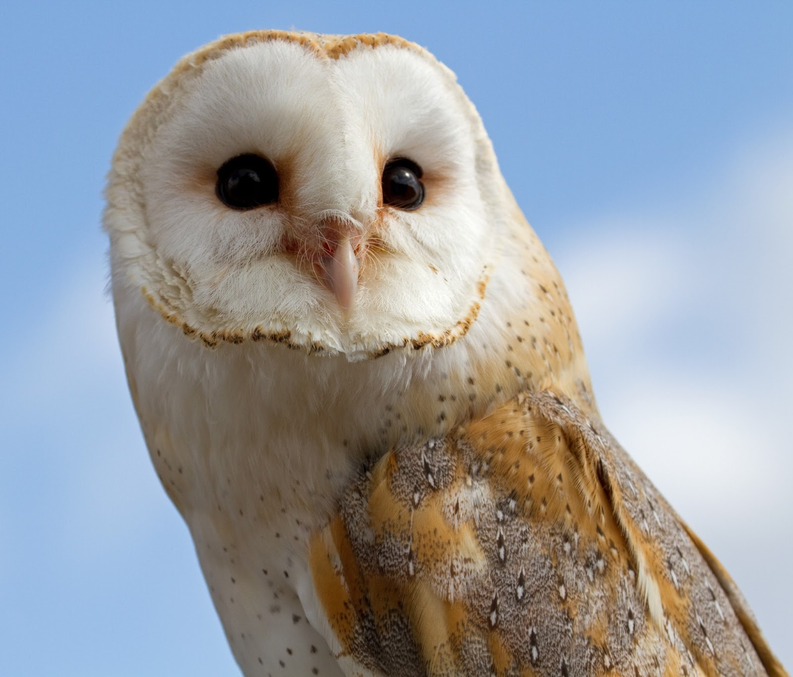 user avatar image for BitwiseOldOwl