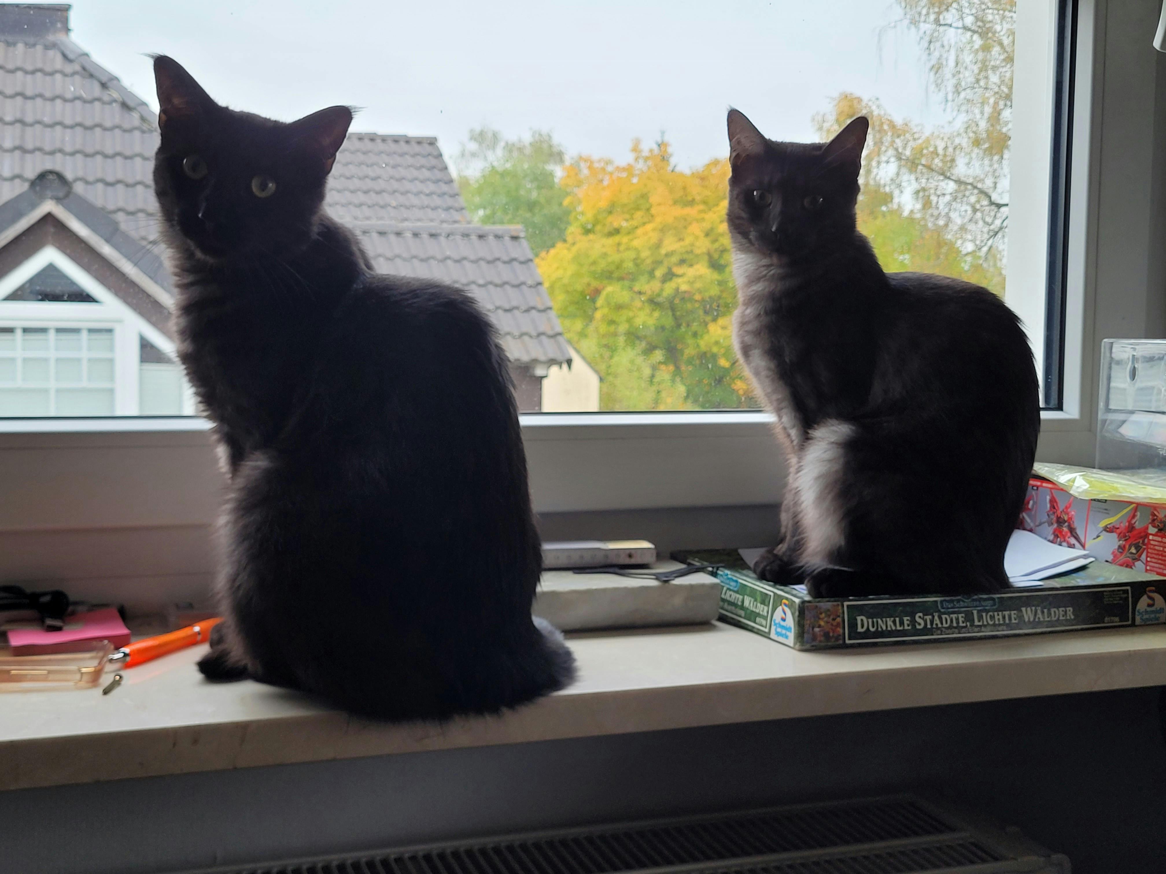 user avatar image for Lara Ries