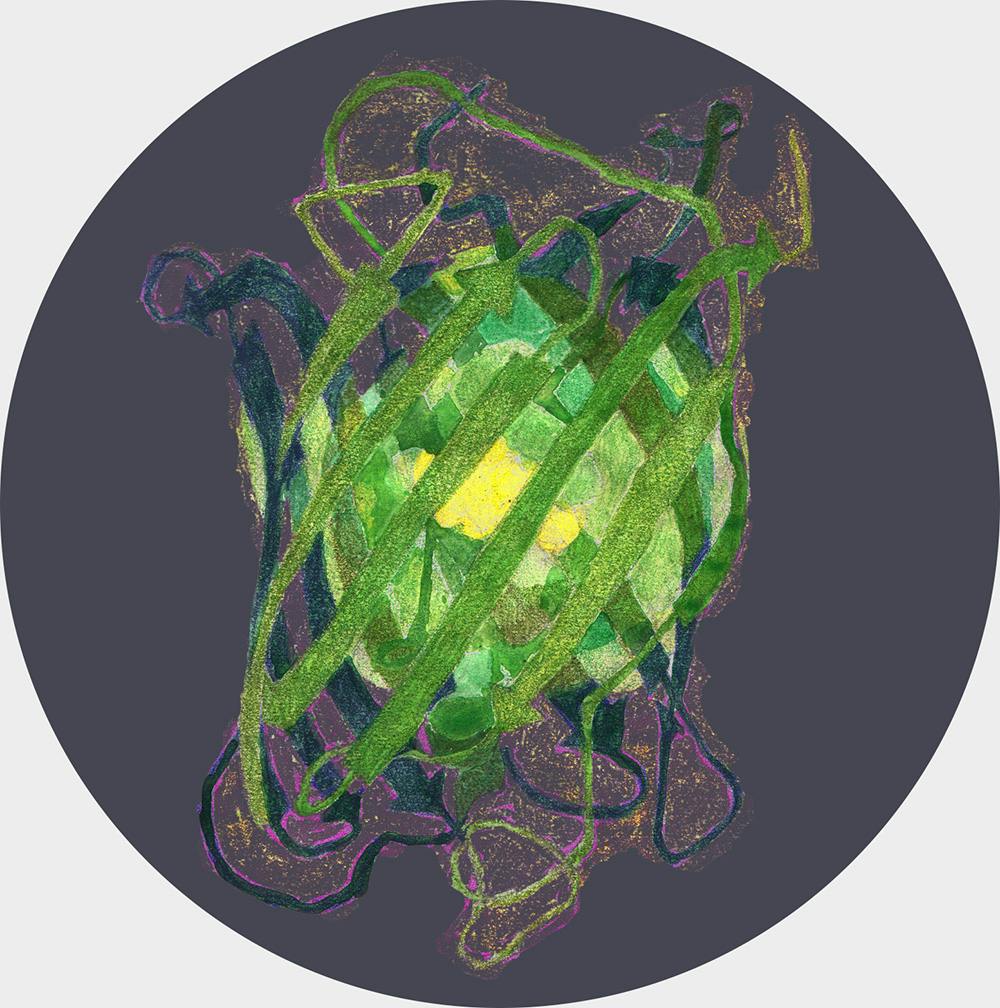 Green fluorescent protein (green)