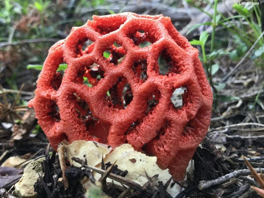 Latticed Stinkhorn