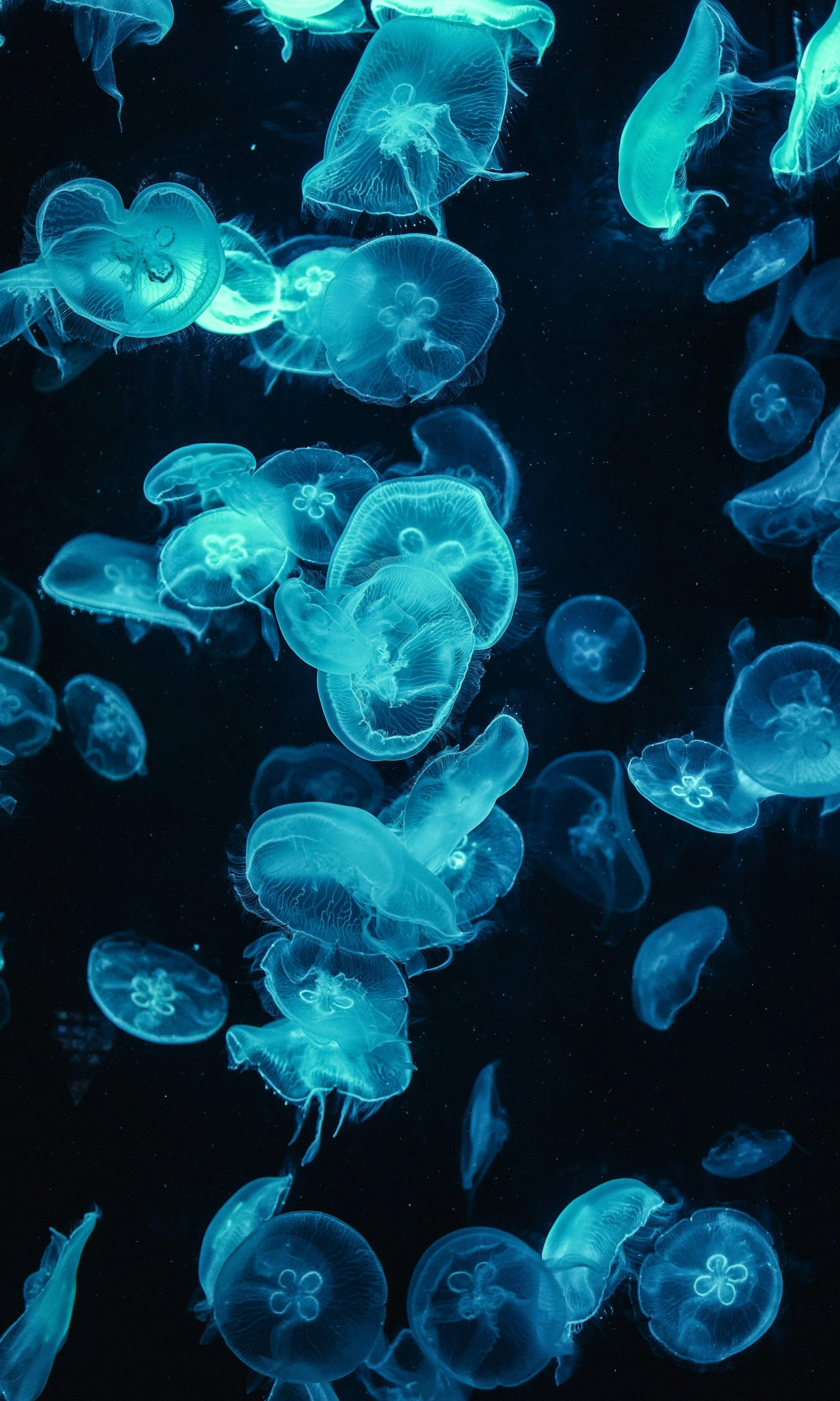 user avatar image for Jakob 