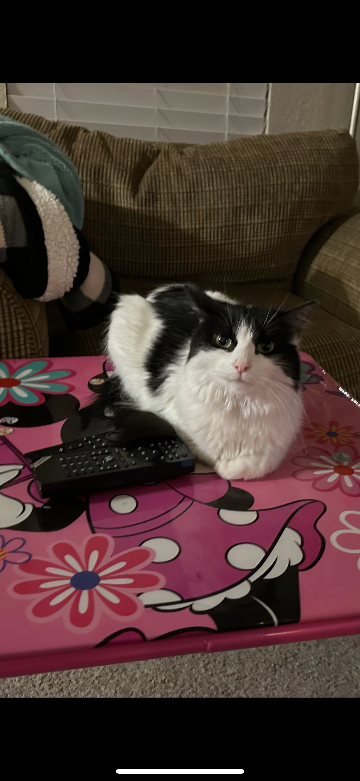 user avatar image for David P