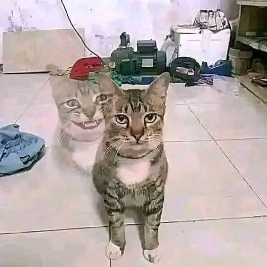 user avatar image for Vess