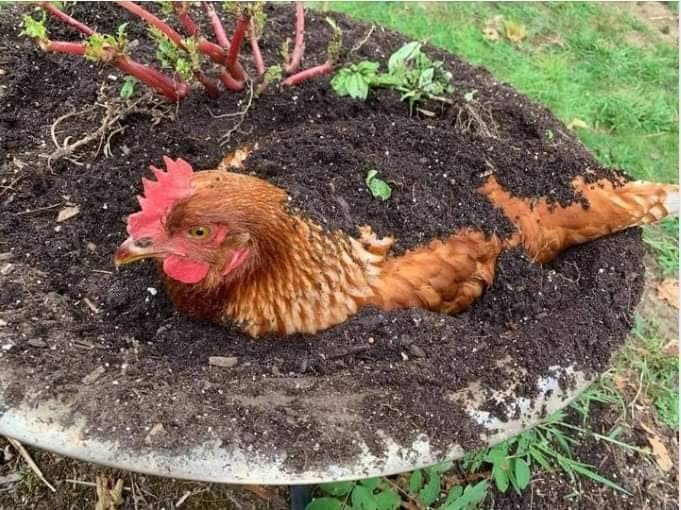 user avatar image for Dusk0range333