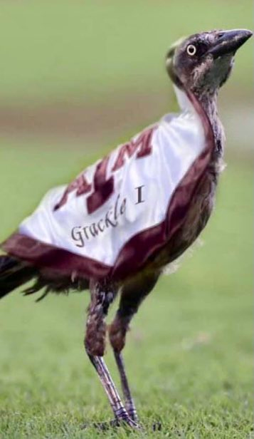 user avatar image for Owlfighter