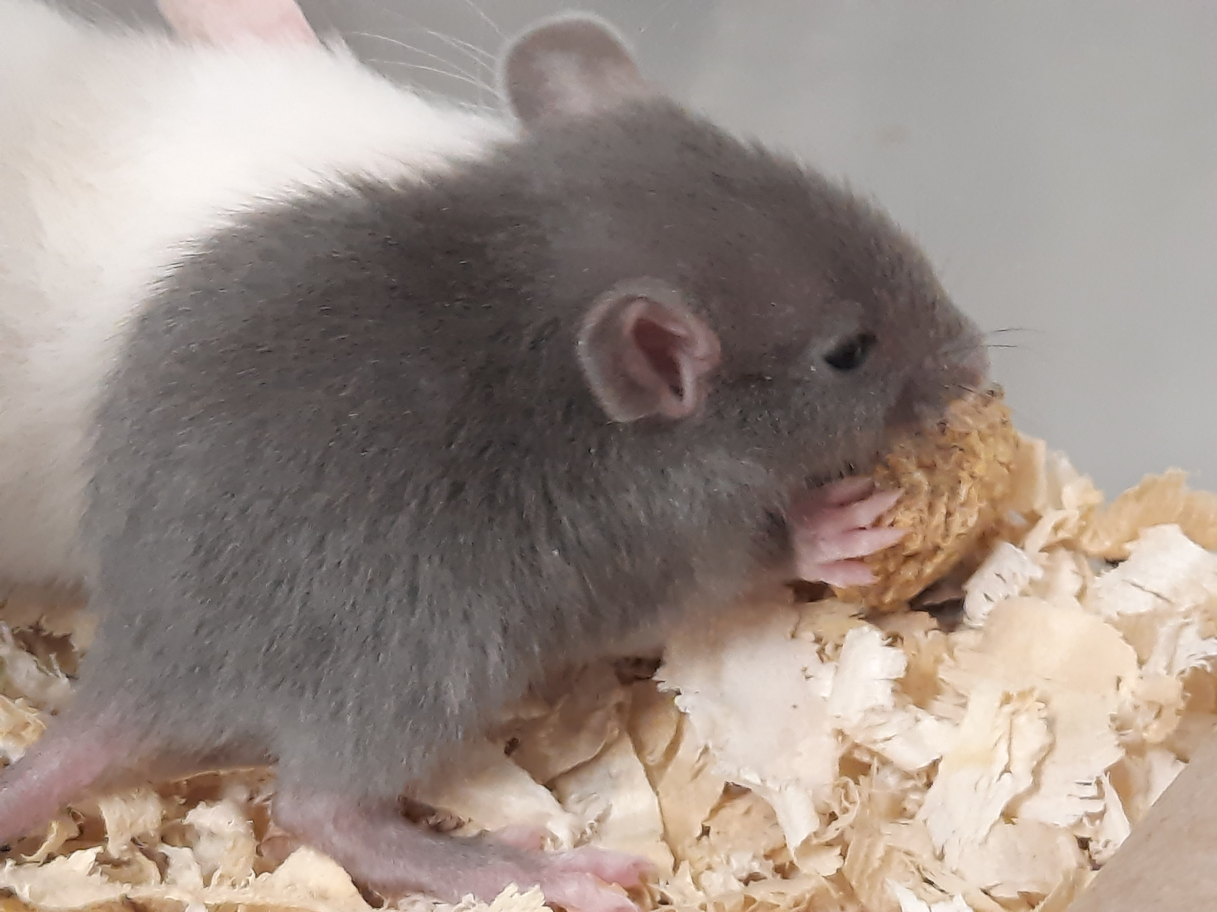 user avatar image for Kismet42