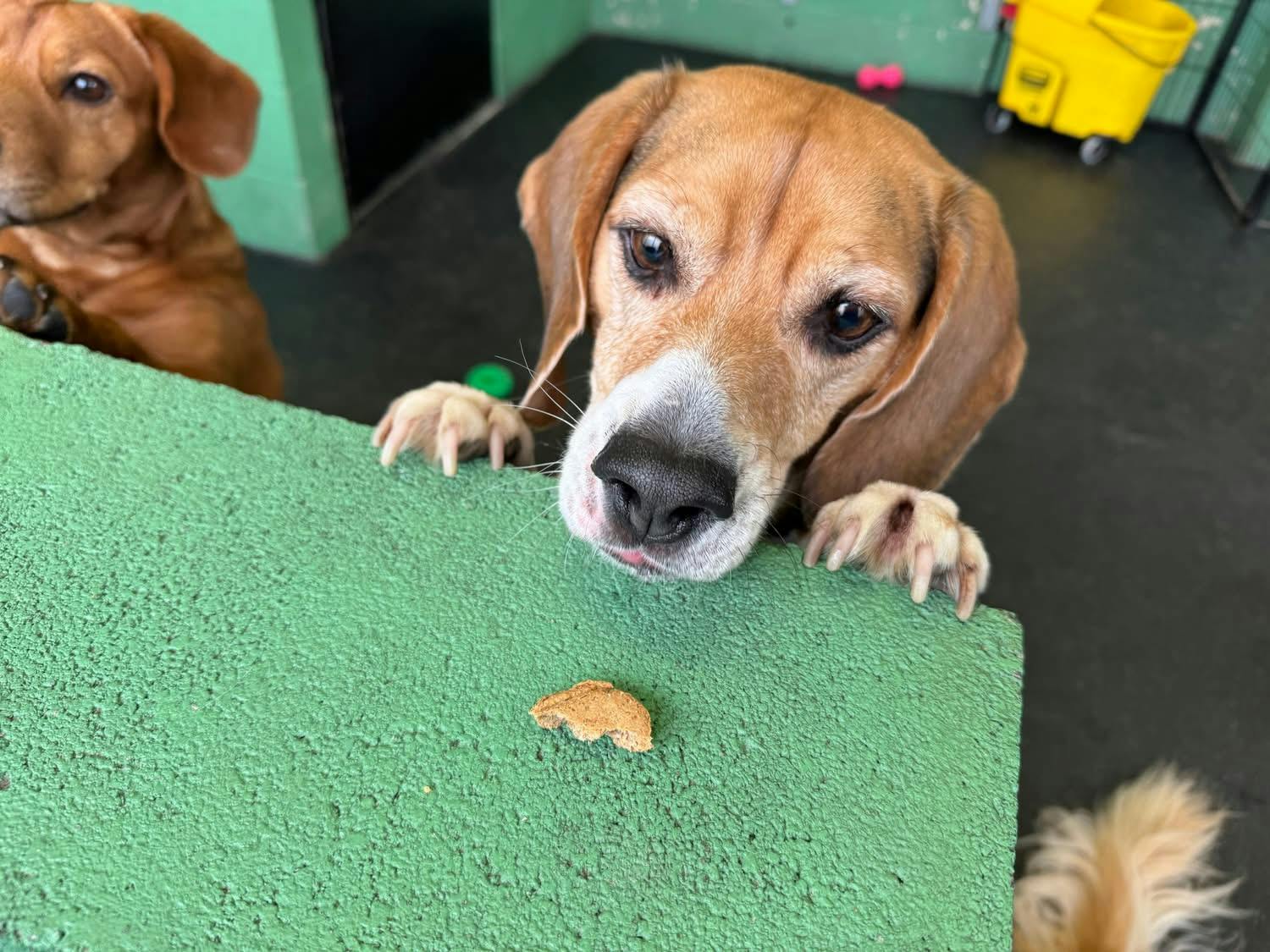 user avatar image for Hope