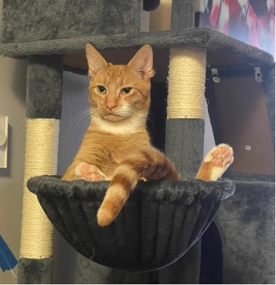 user avatar image for morgan