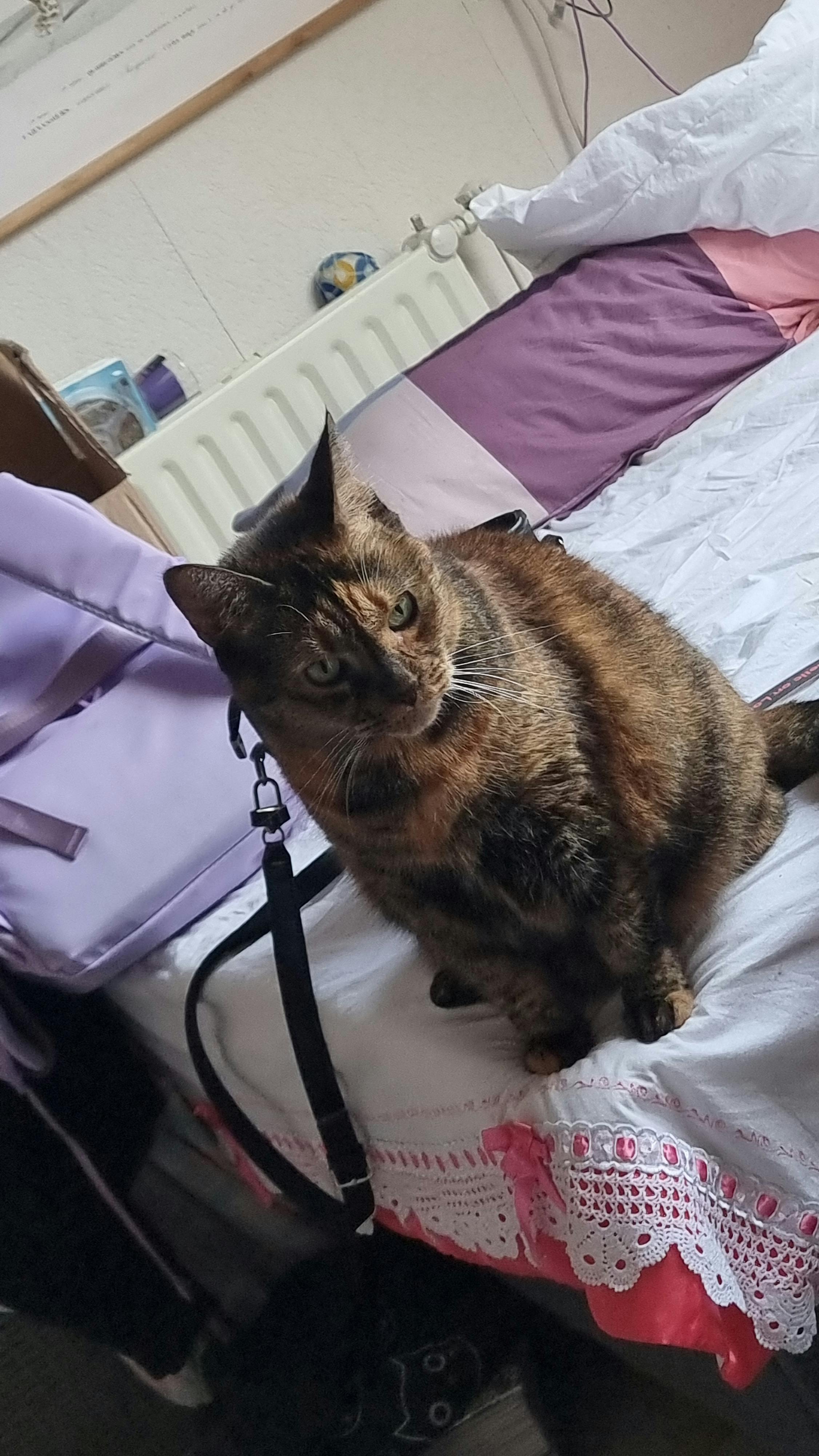 user avatar image for Sare Dag