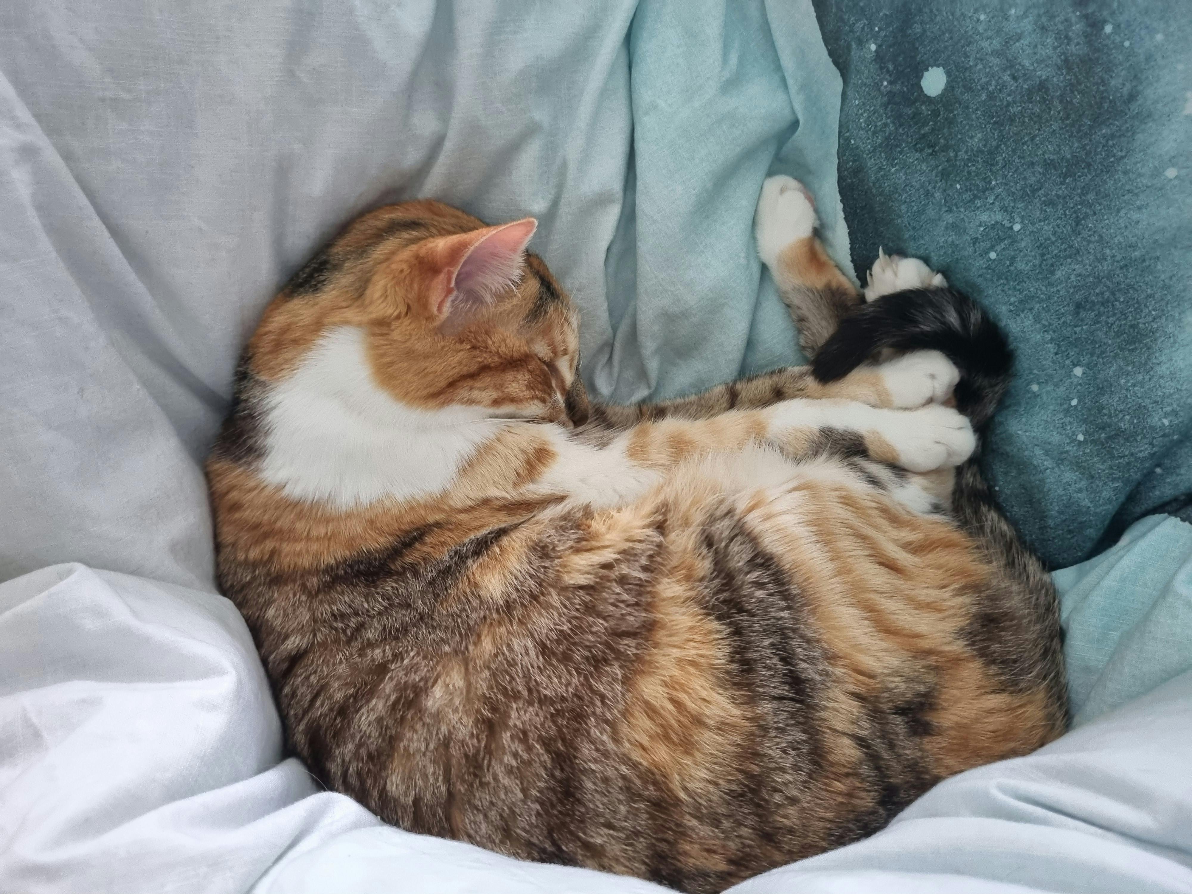 user avatar image for Shortshrub