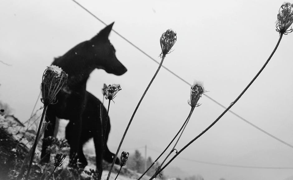 Stansbury Quarry to pet the spectral black dog
