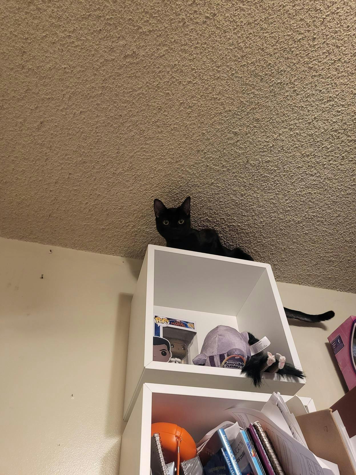 user avatar image for Mermaid Tiva