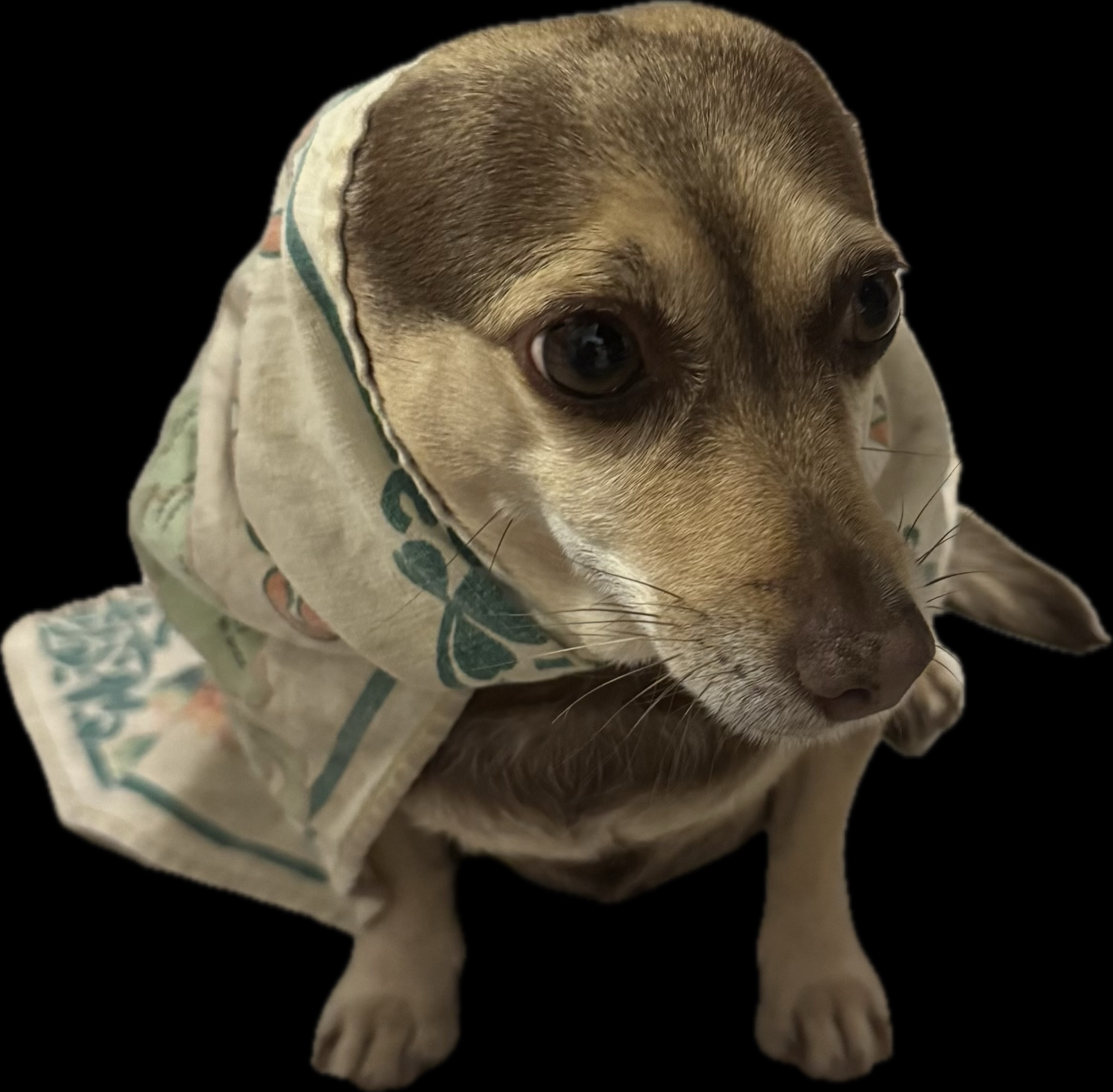 user avatar image for FJNII