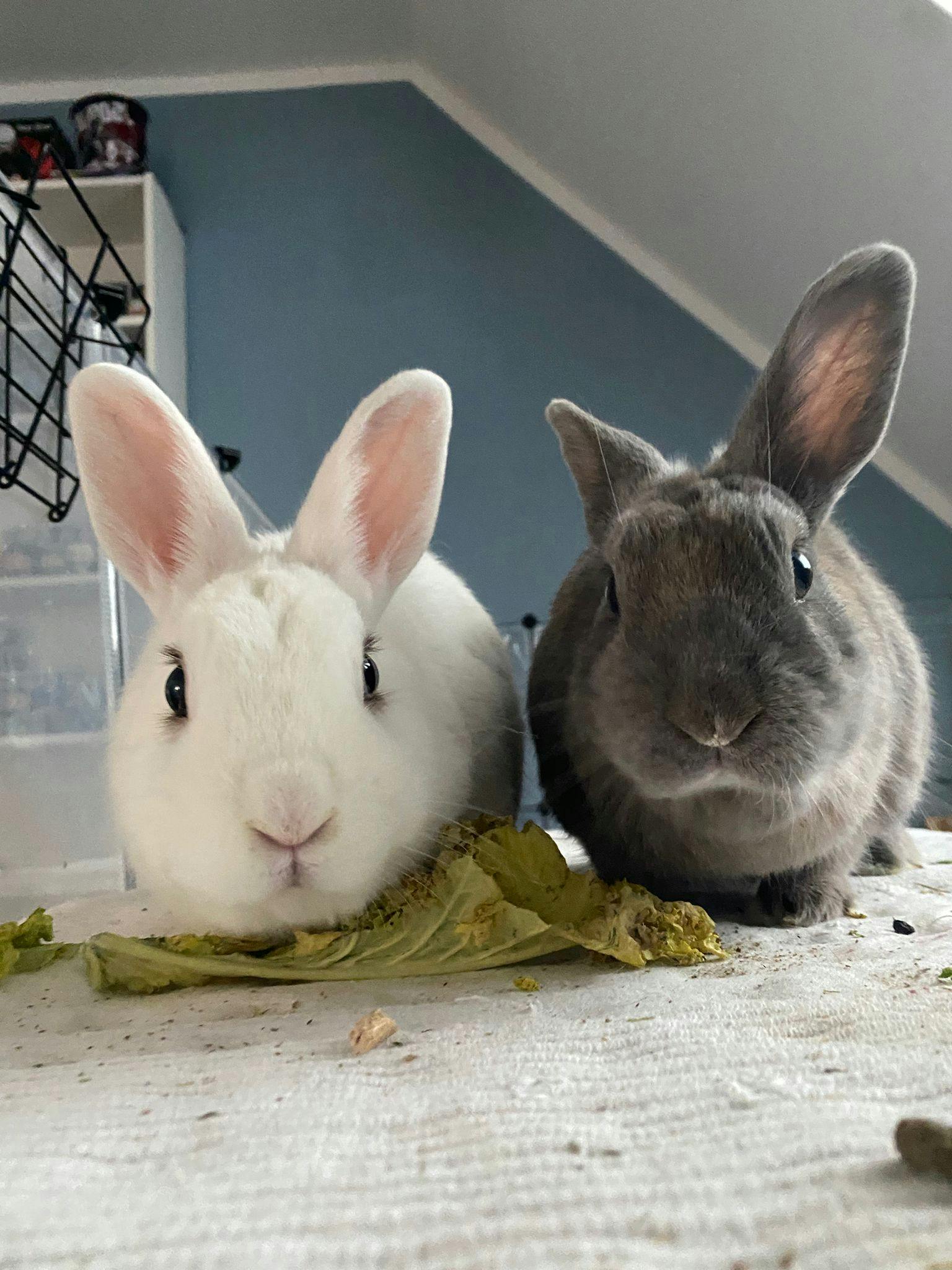 user avatar image for batgirlSQ